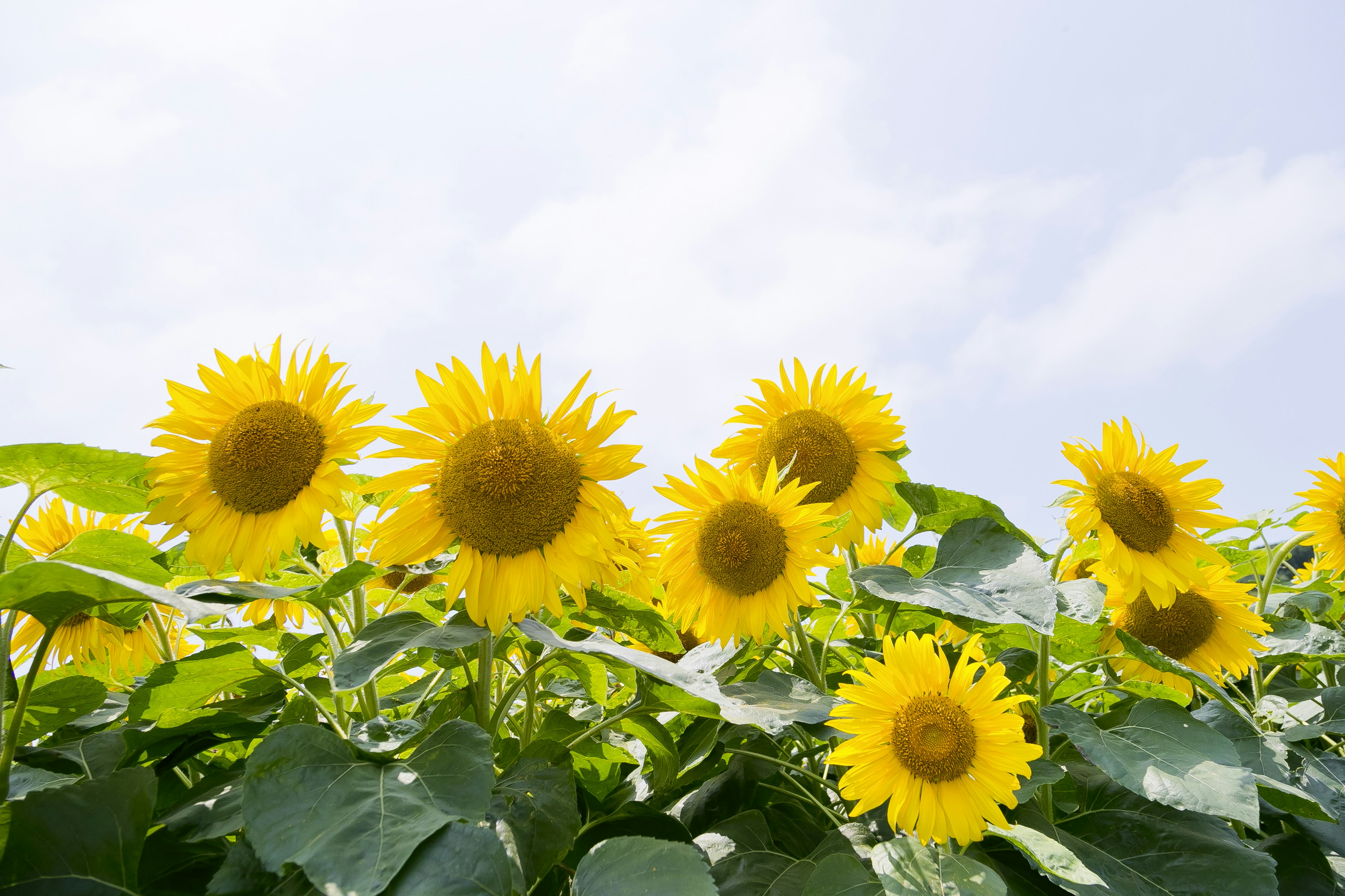 Eine Gruppe Sonnenblumen blüht unter einem hellen Himmel