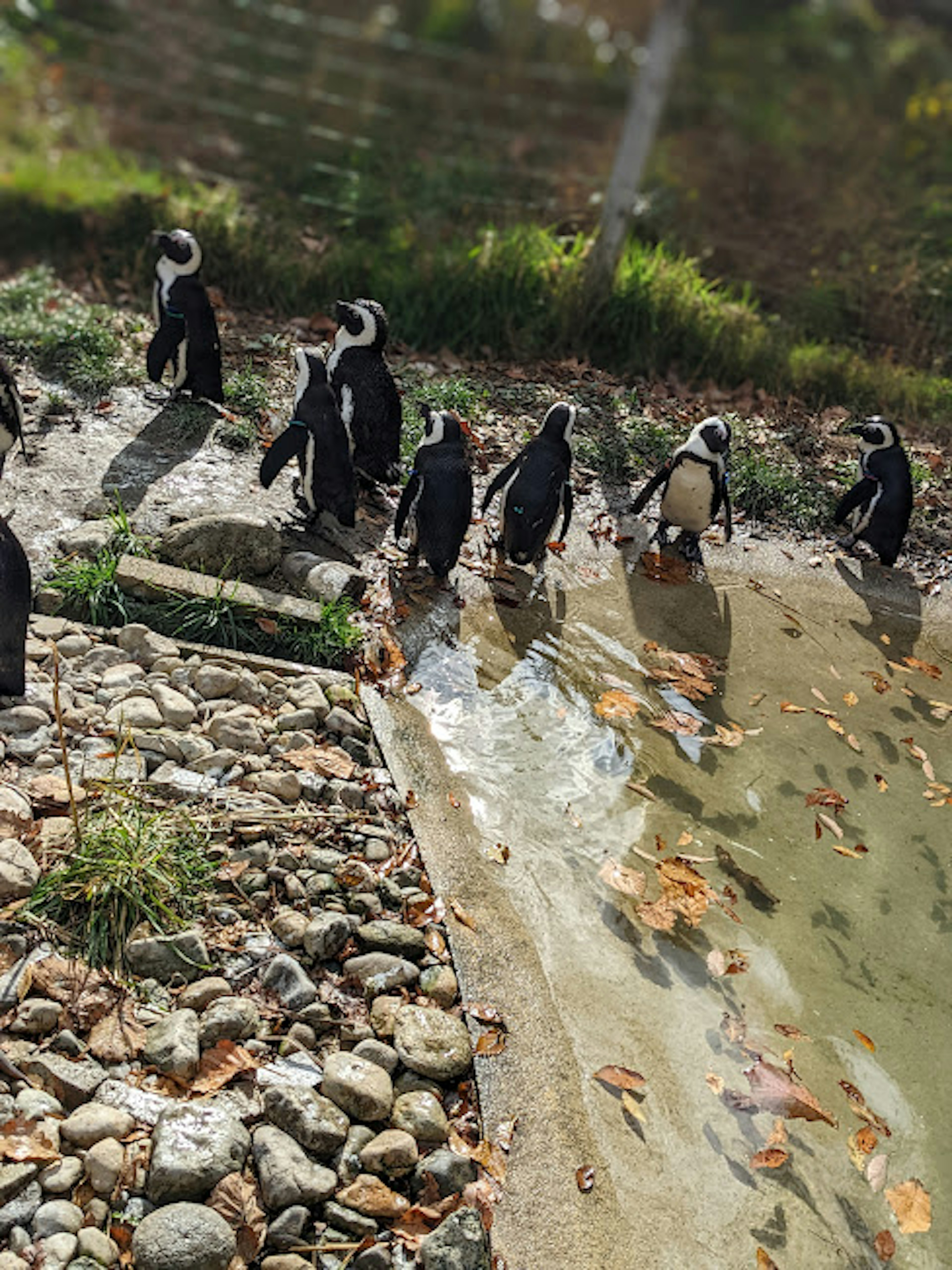 A group of penguins standing near the water's edge