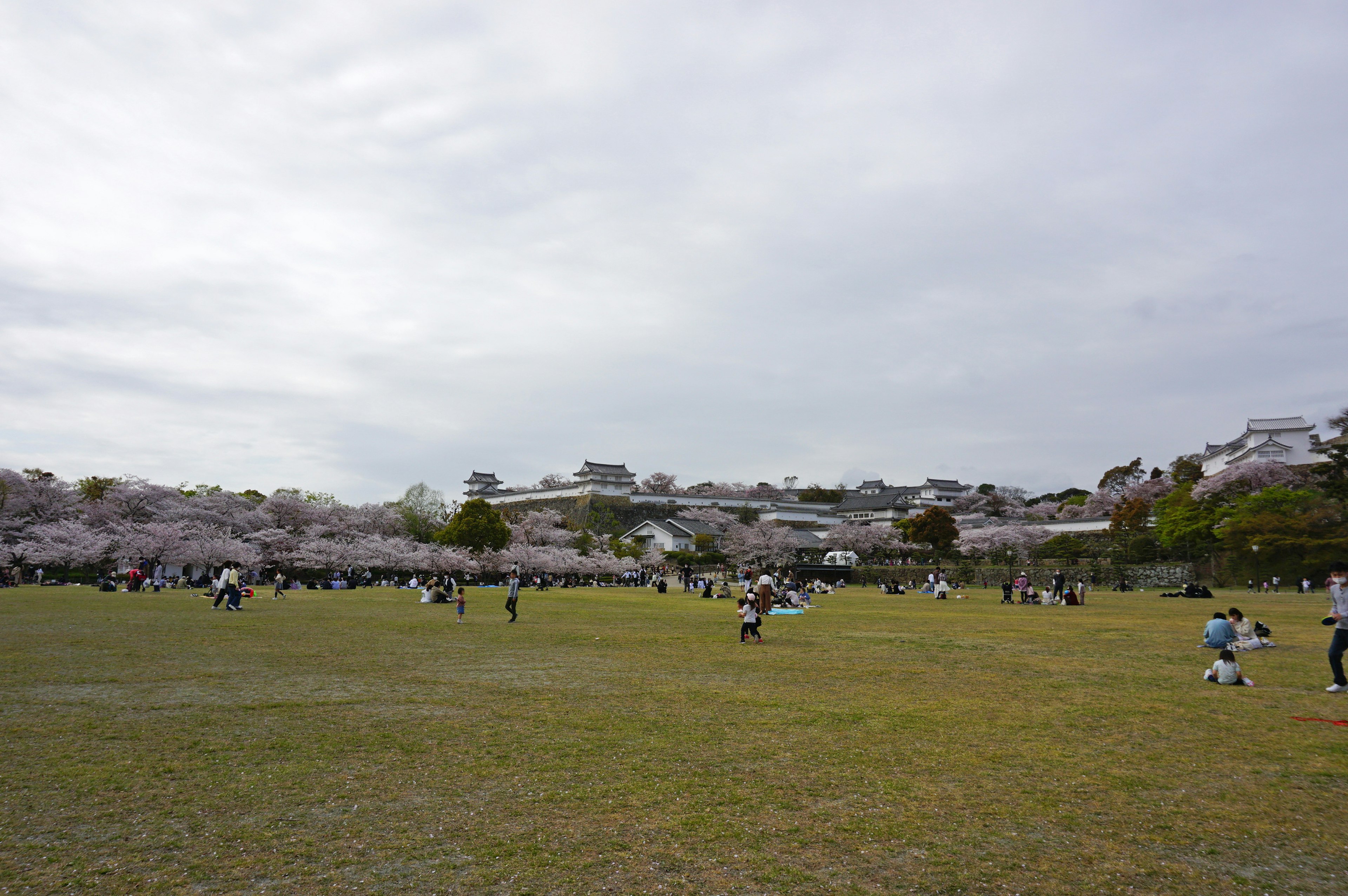 桜の木がある公園で人々が楽しんでいる様子