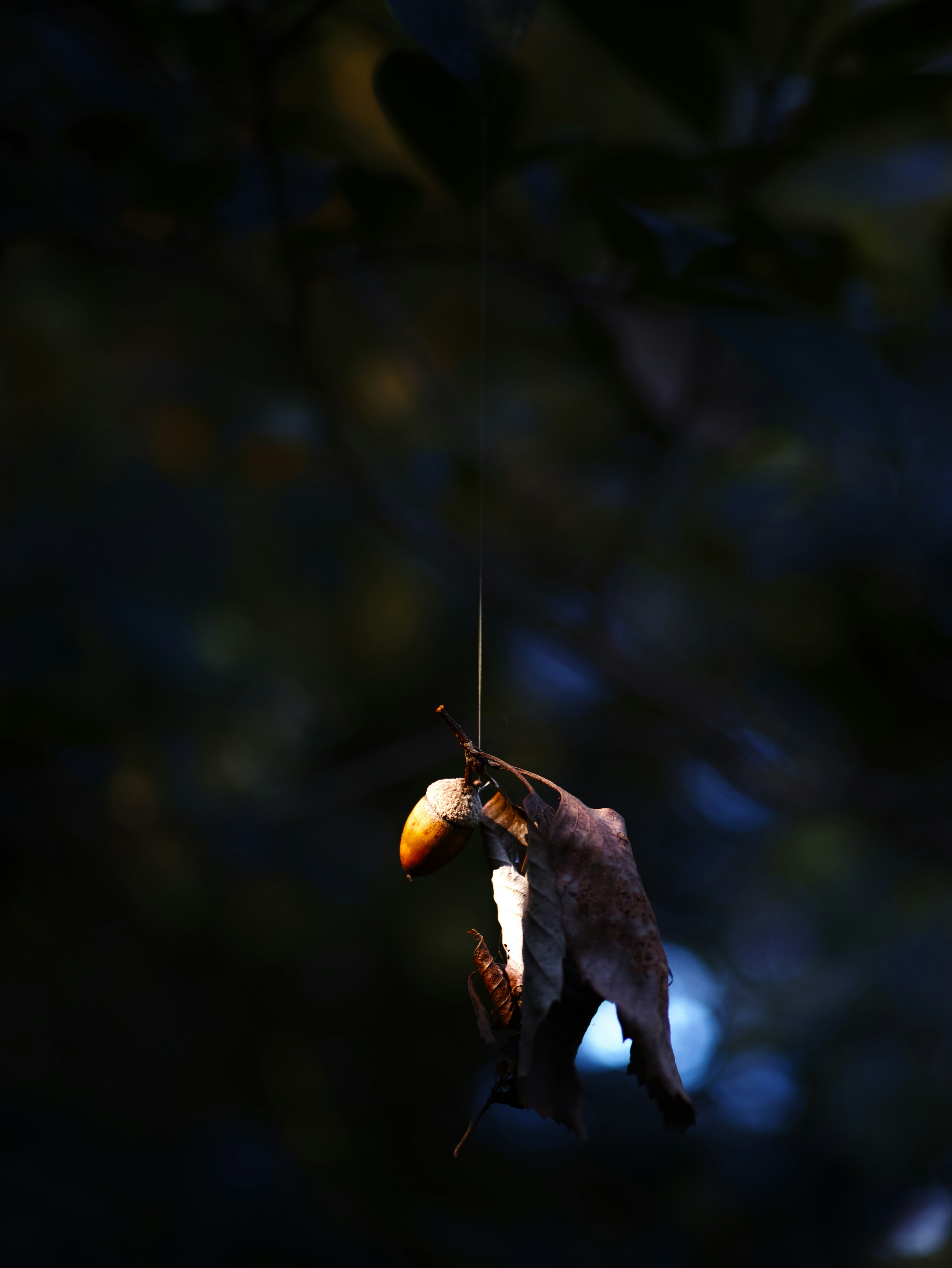 Image of a small bat hanging against a dark background