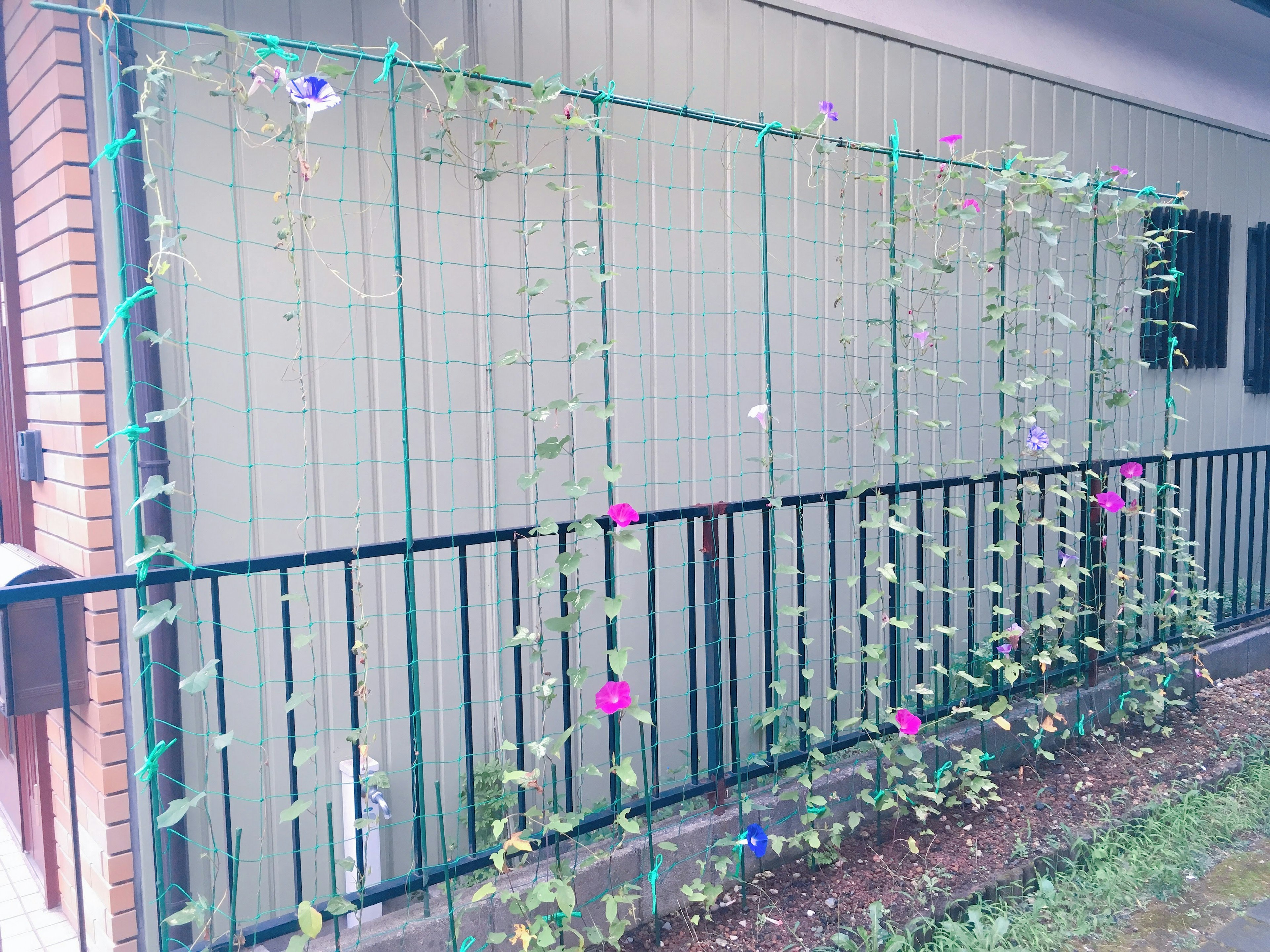 Bunte Blumen und Blätter an einem grünen Gitter in einer schönen Gartenlandschaft