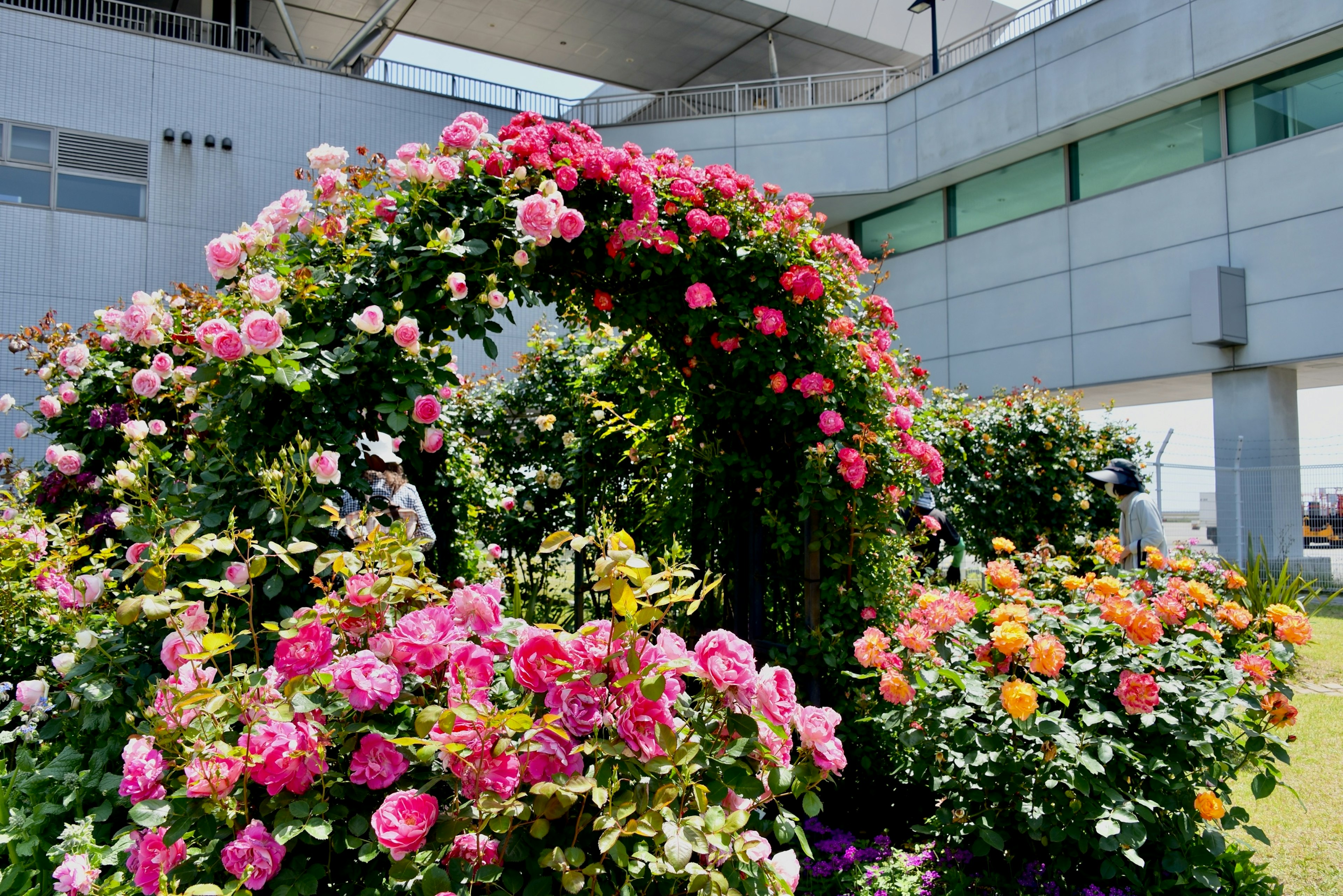 色とりどりのバラが咲くアーチ型の花壇とモダンな建物の背景