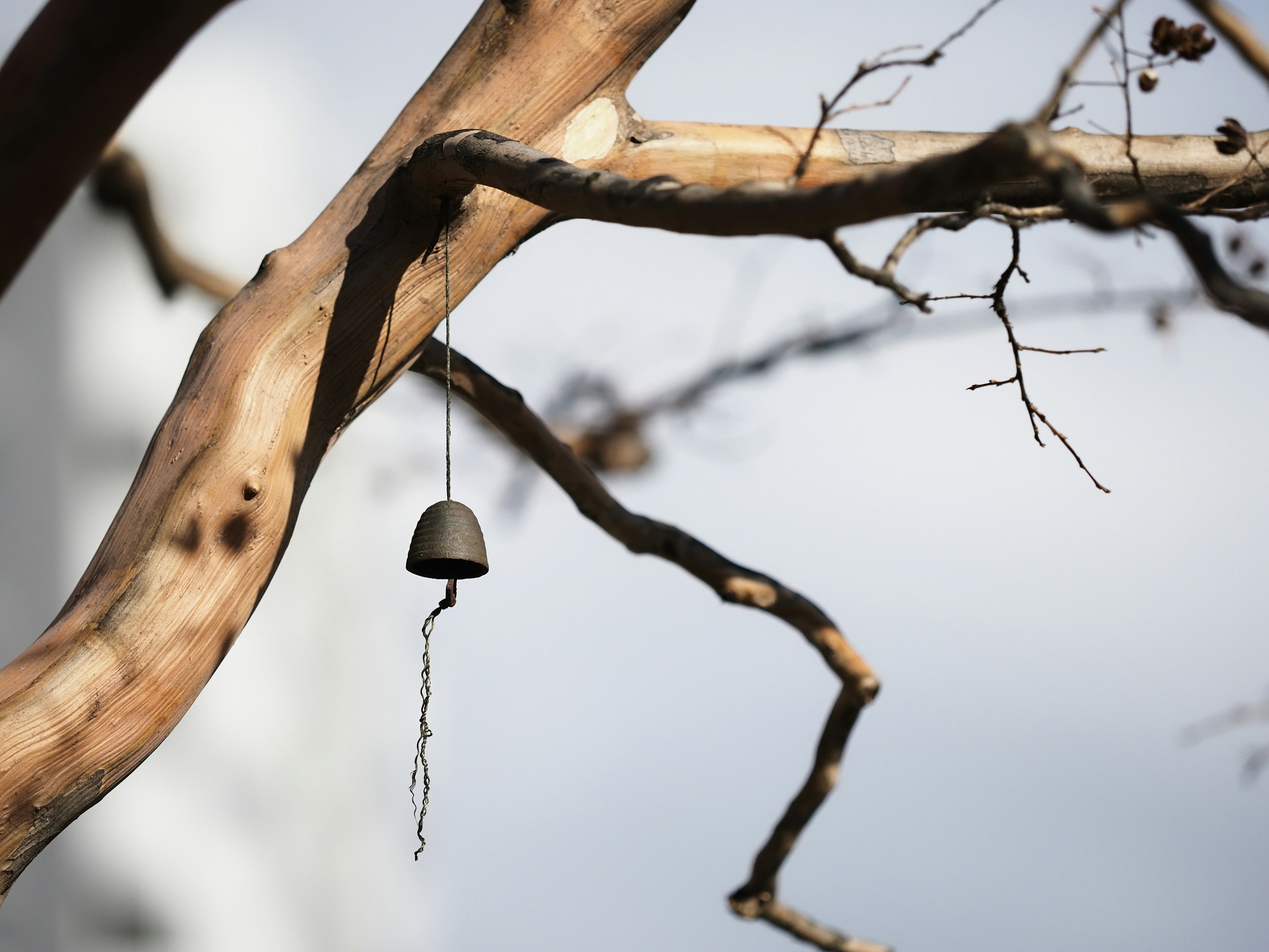 Imagen de una pequeña campana colgando de una rama de árbol