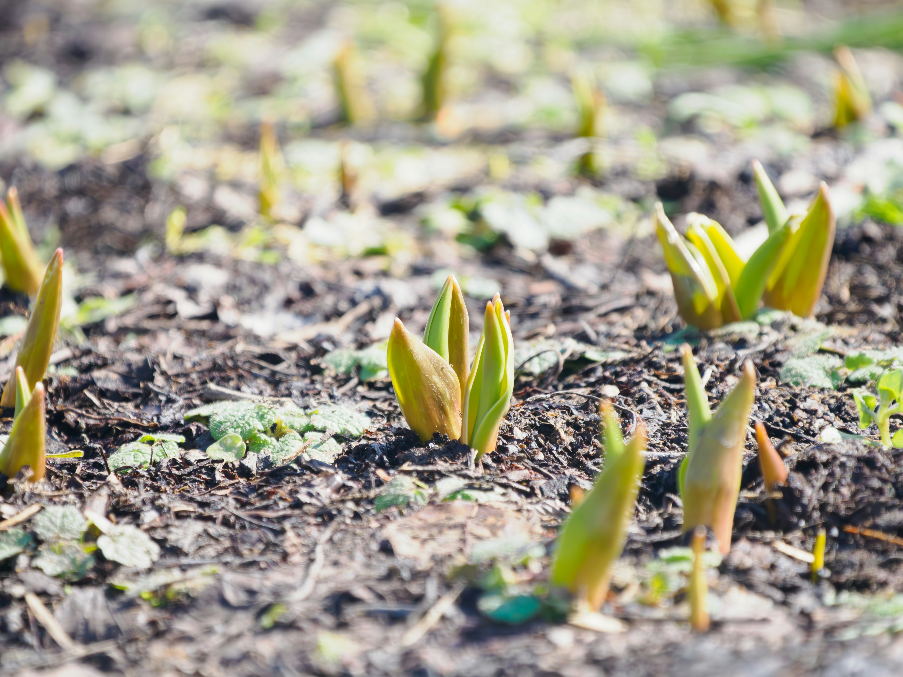 A landscape featuring young green plant shoots emerging from the soil