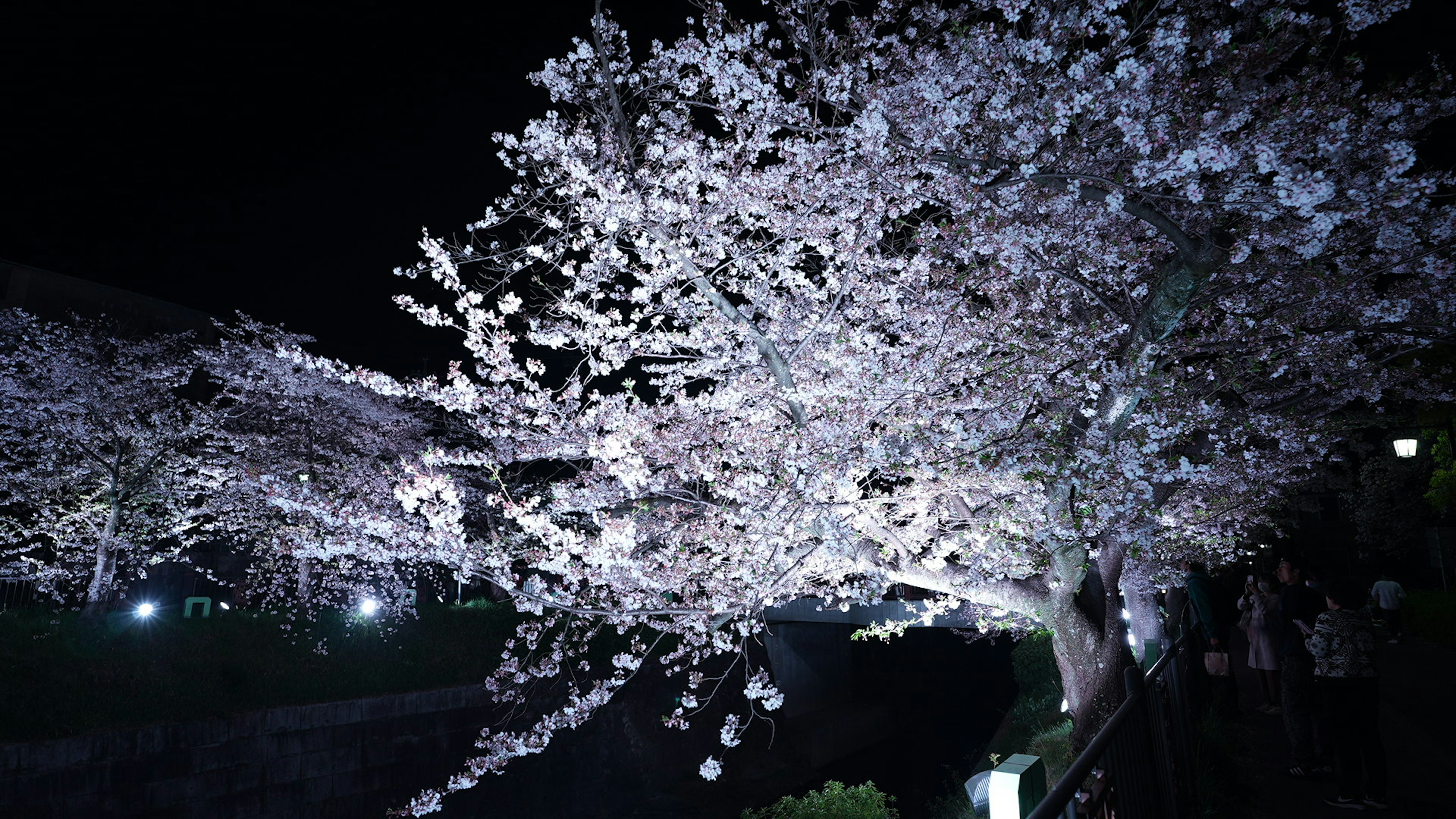 夜に照らされた桜の木の美しい花