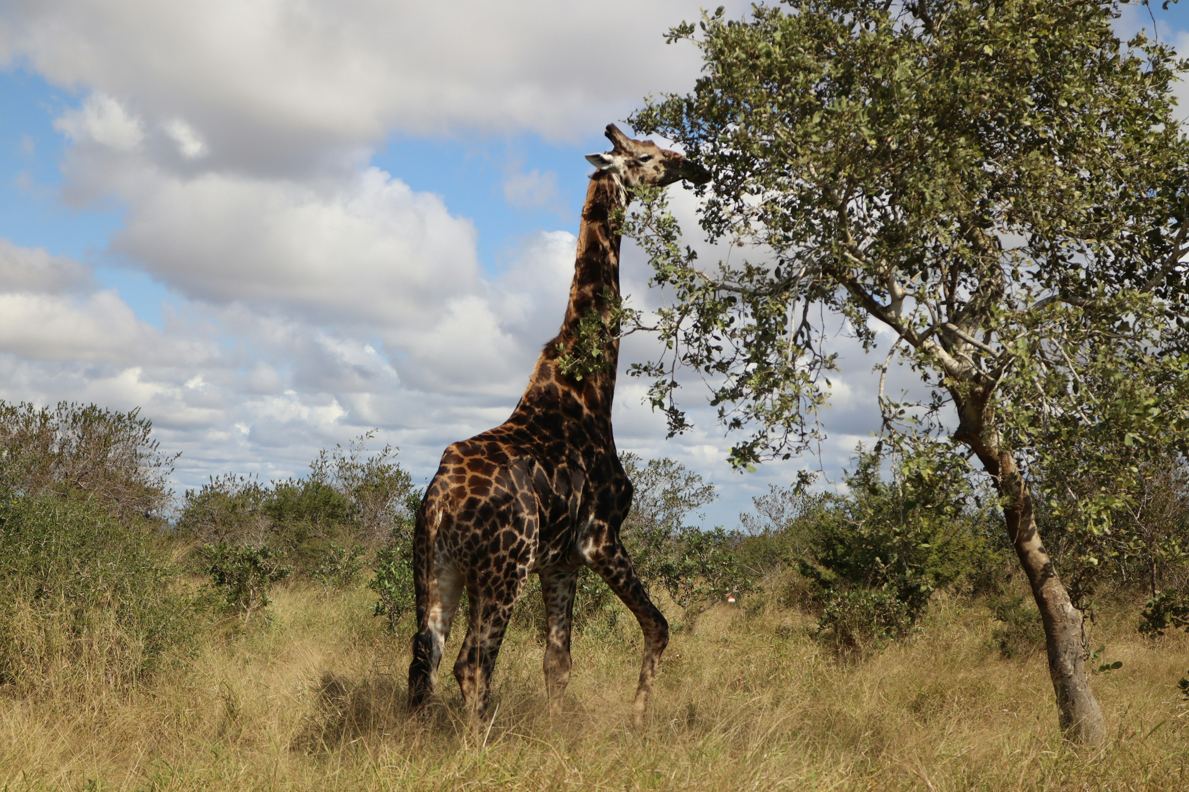 Giraffe frisst Blätter von einem Baum in der Savanne