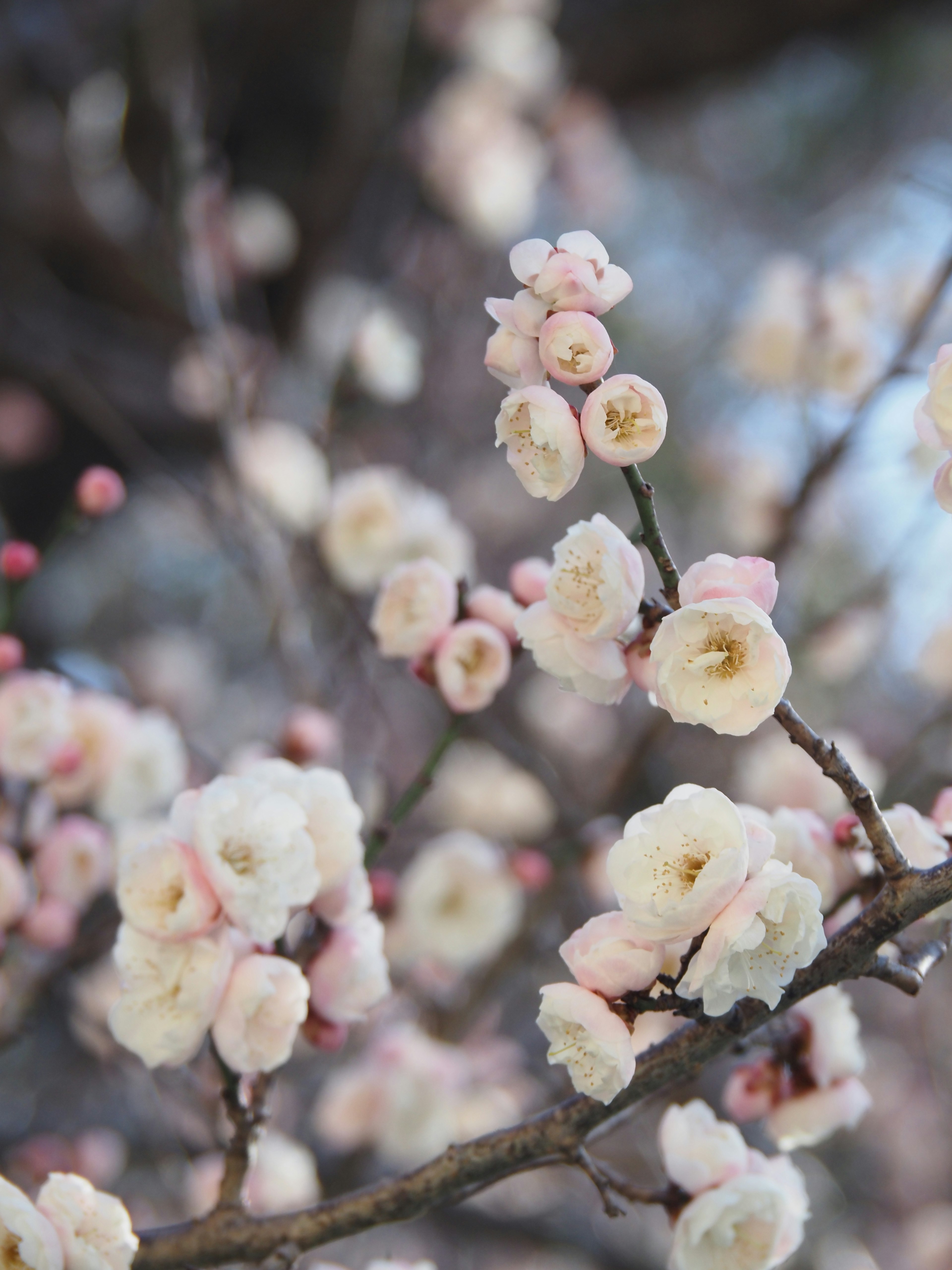 淡いピンクと白の花が咲く枝のクローズアップ