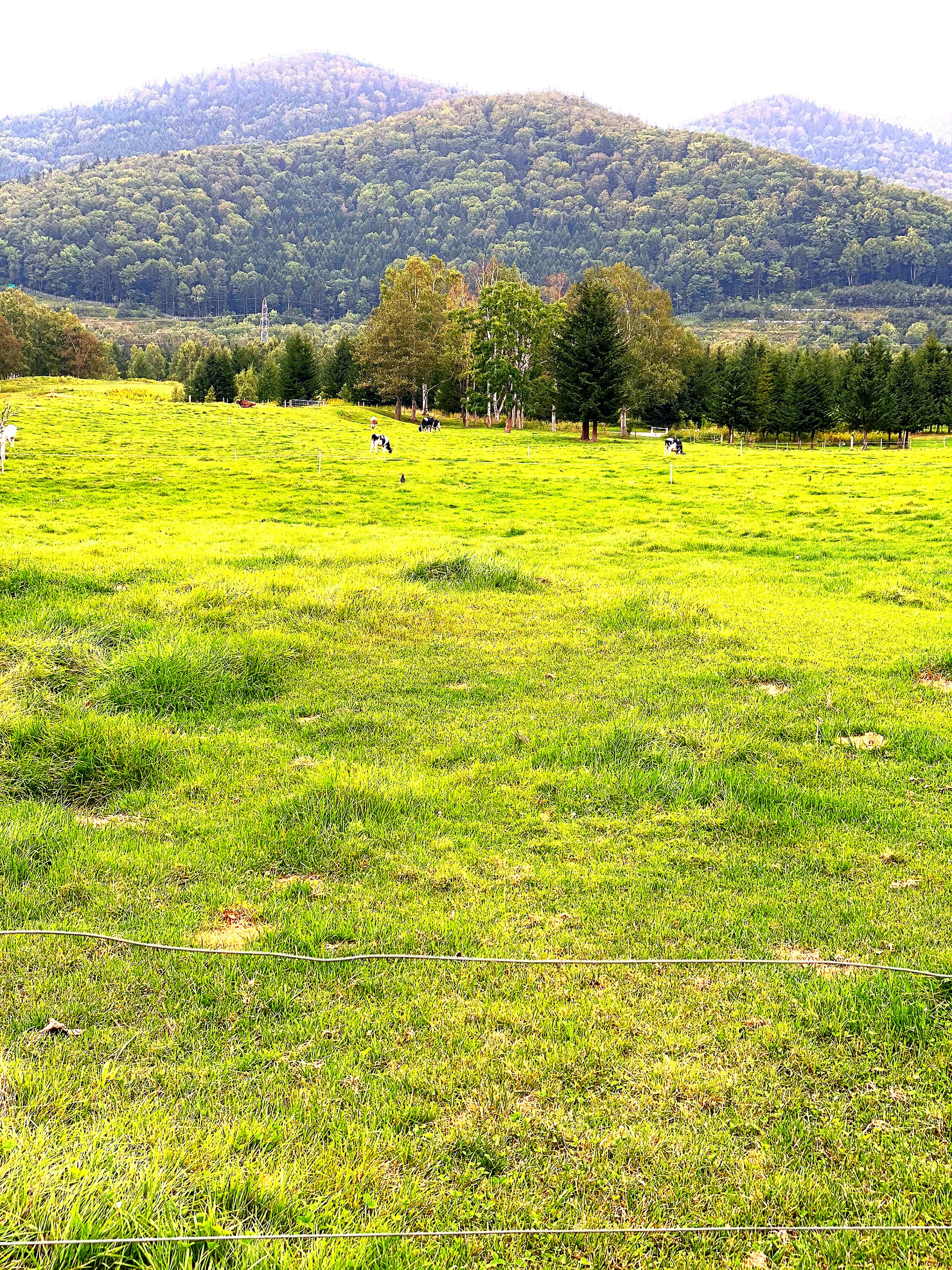 Prato verde rigoglioso con montagne lontane e alberi