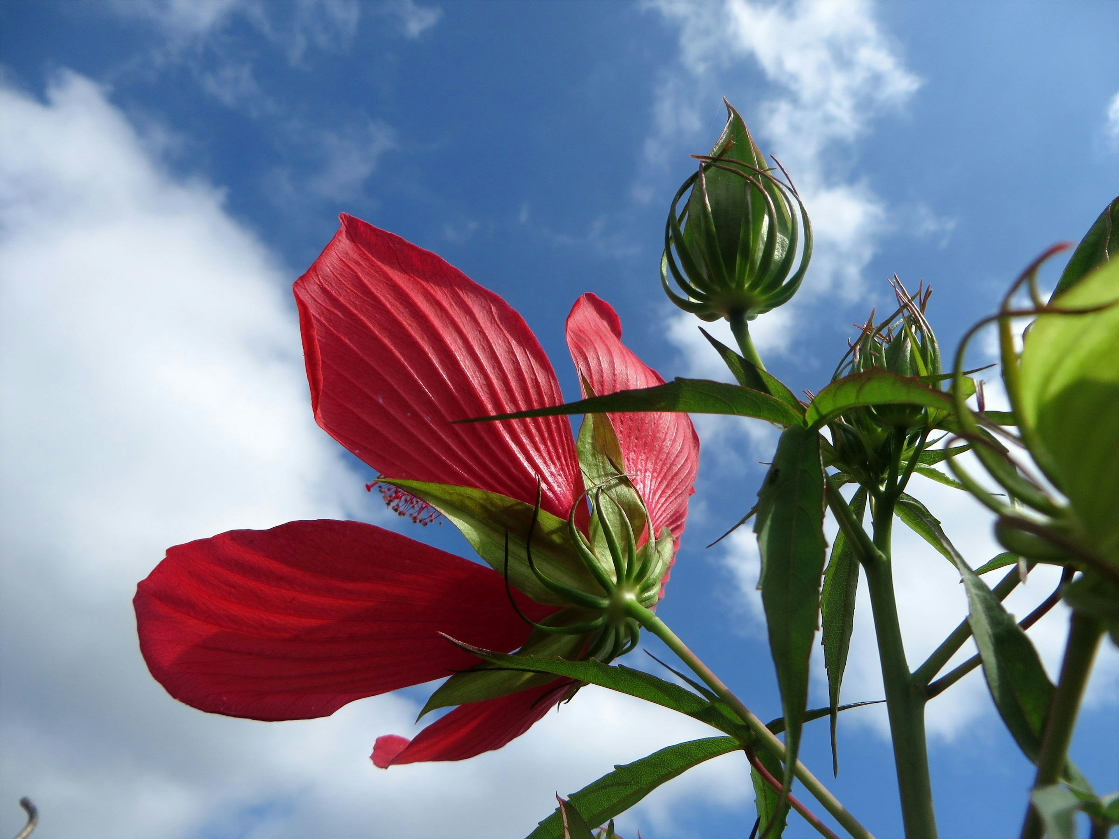 Rote Blume und Knospen vor blauem Himmel