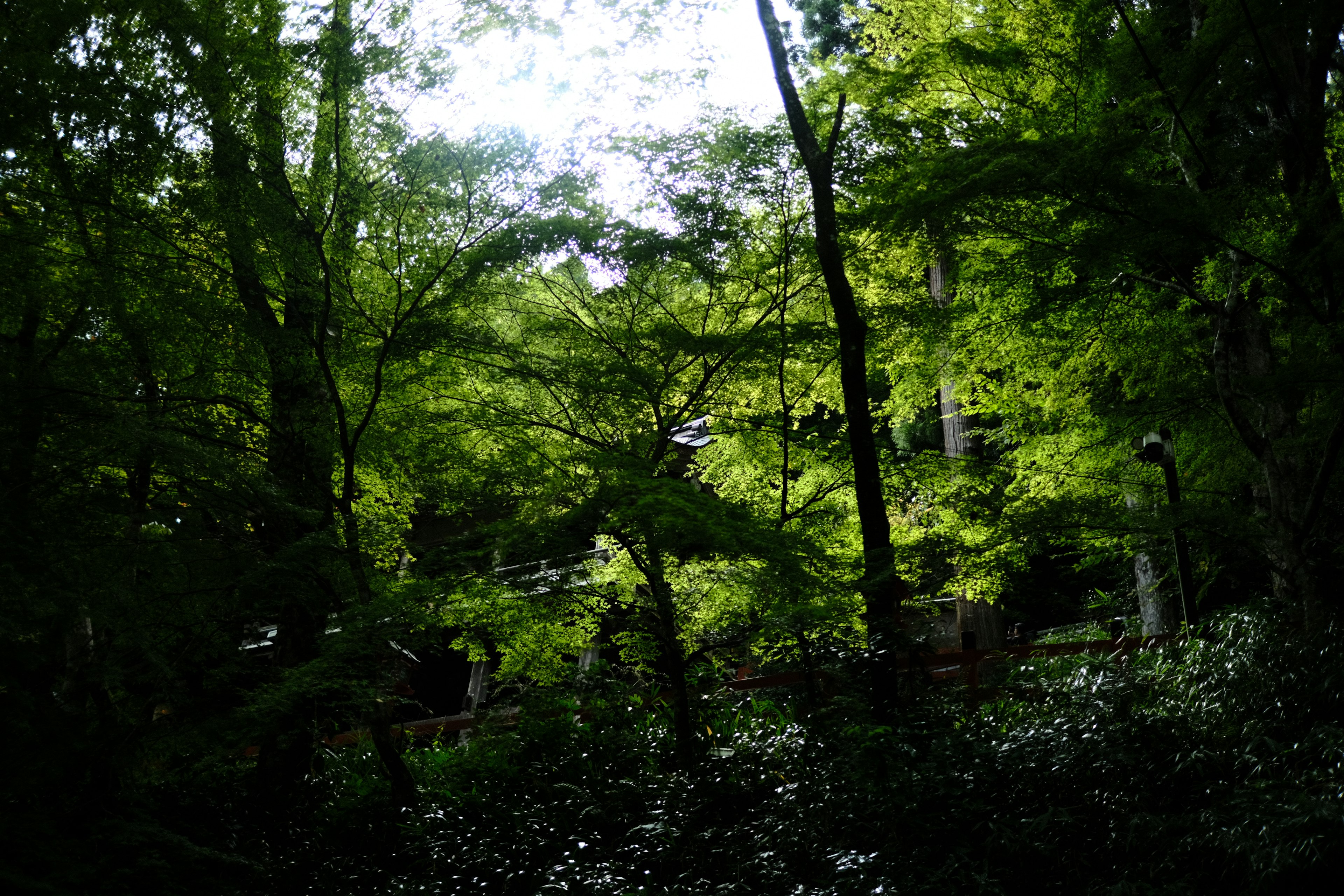 Üppige Waldszene mit Sonnenlicht, das durch die Bäume filtert Weg sichtbar