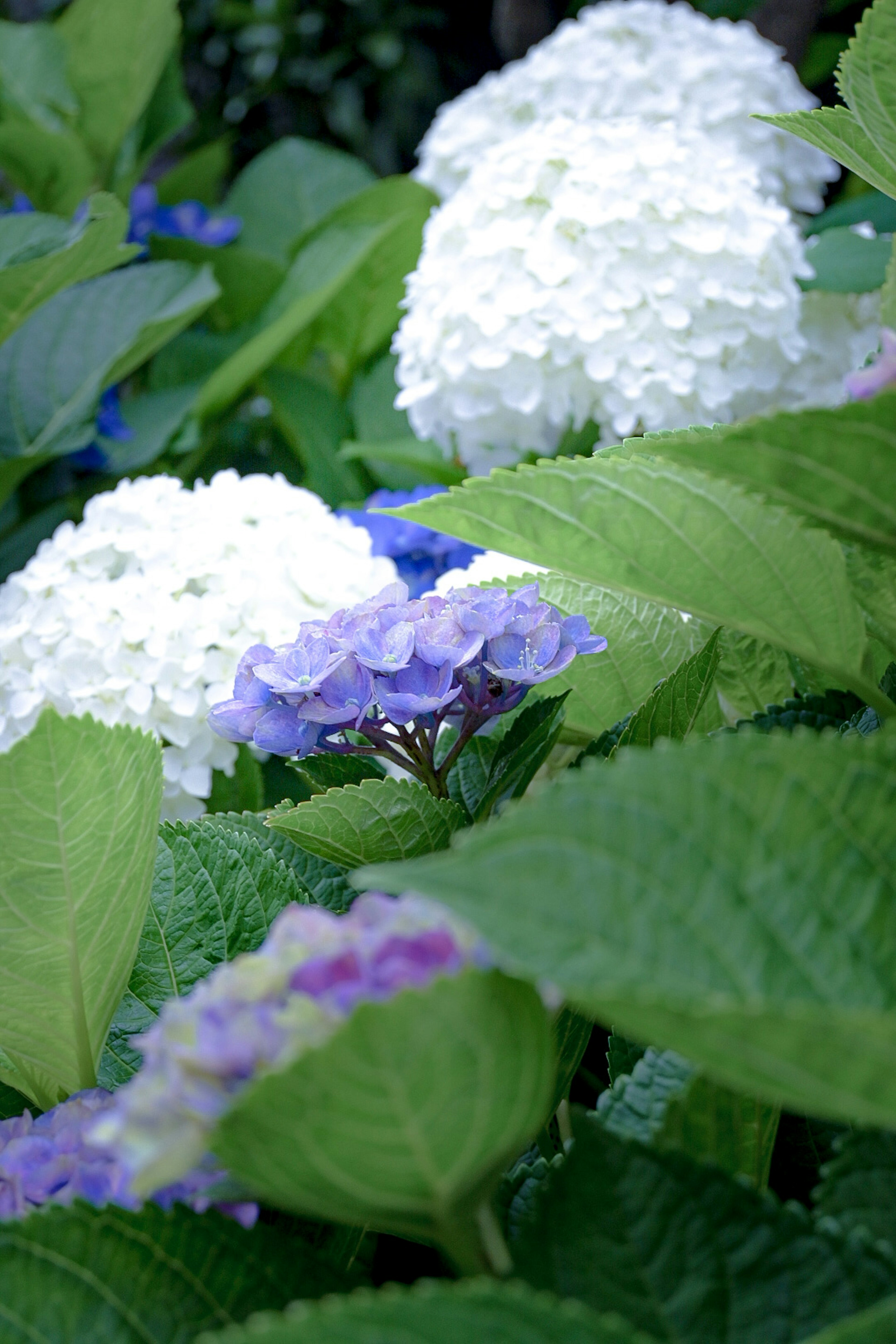 青紫色のアジサイと白いアジサイの花が緑の葉に囲まれている