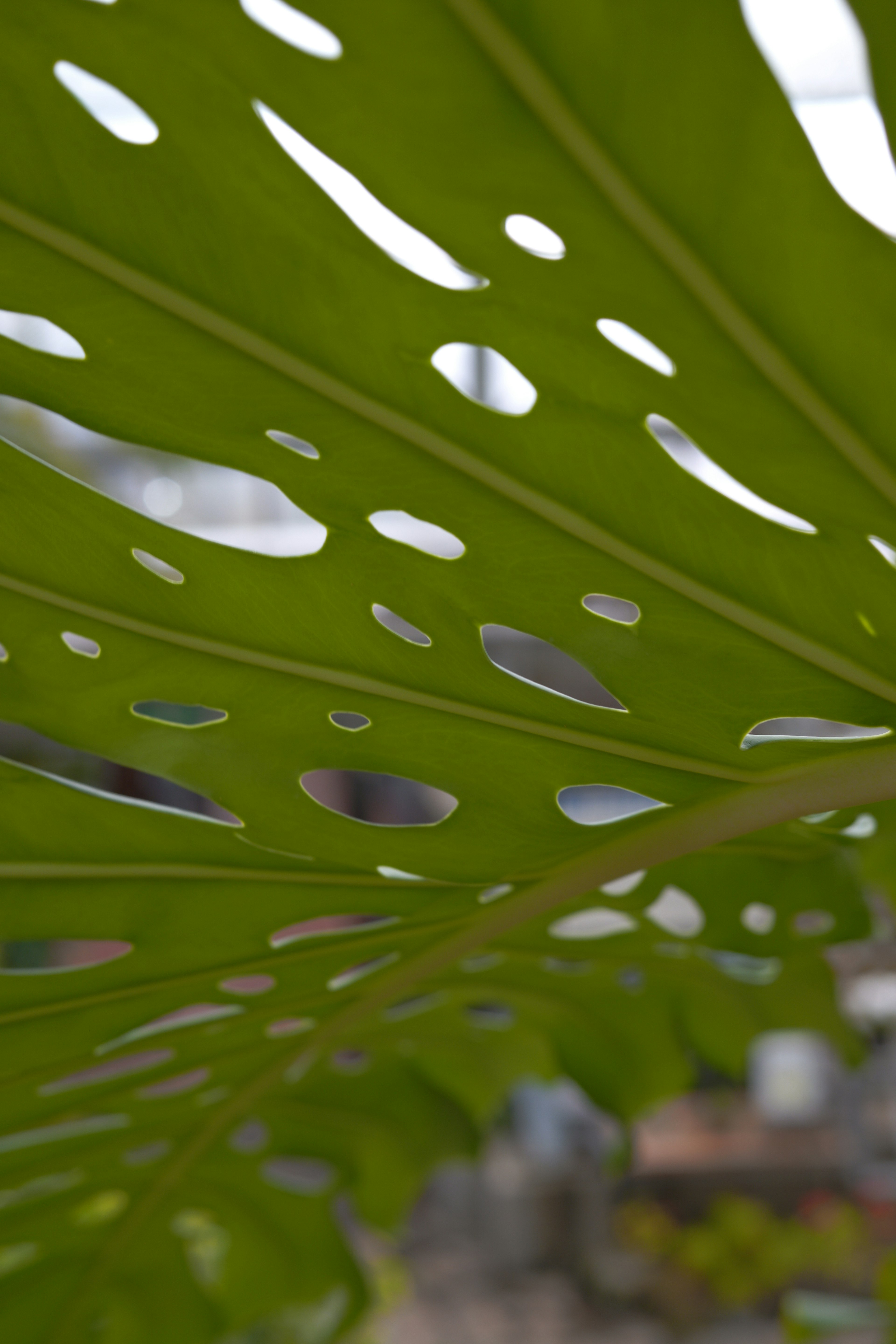 Primo piano di una foglia verde con buchi