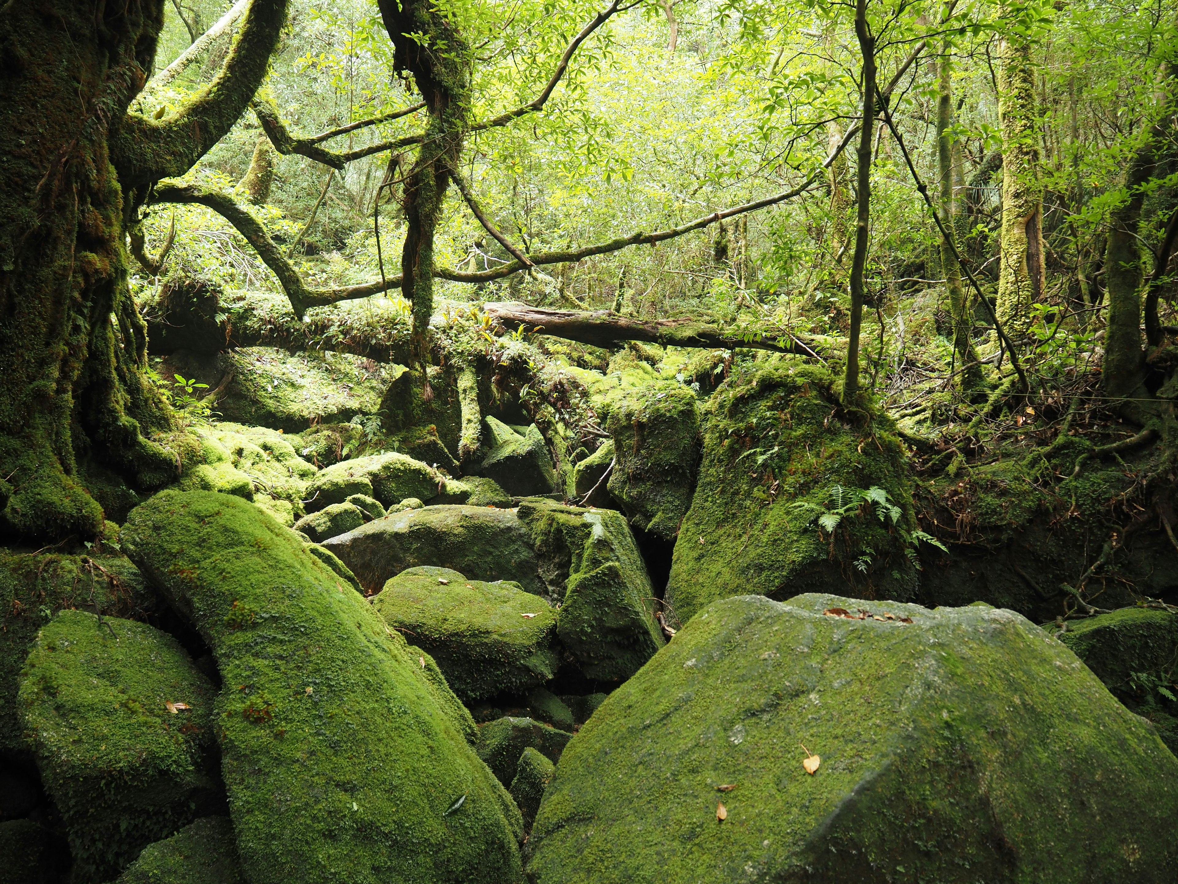 Escena de bosque frondoso con rocas cubiertas de musgo y árboles