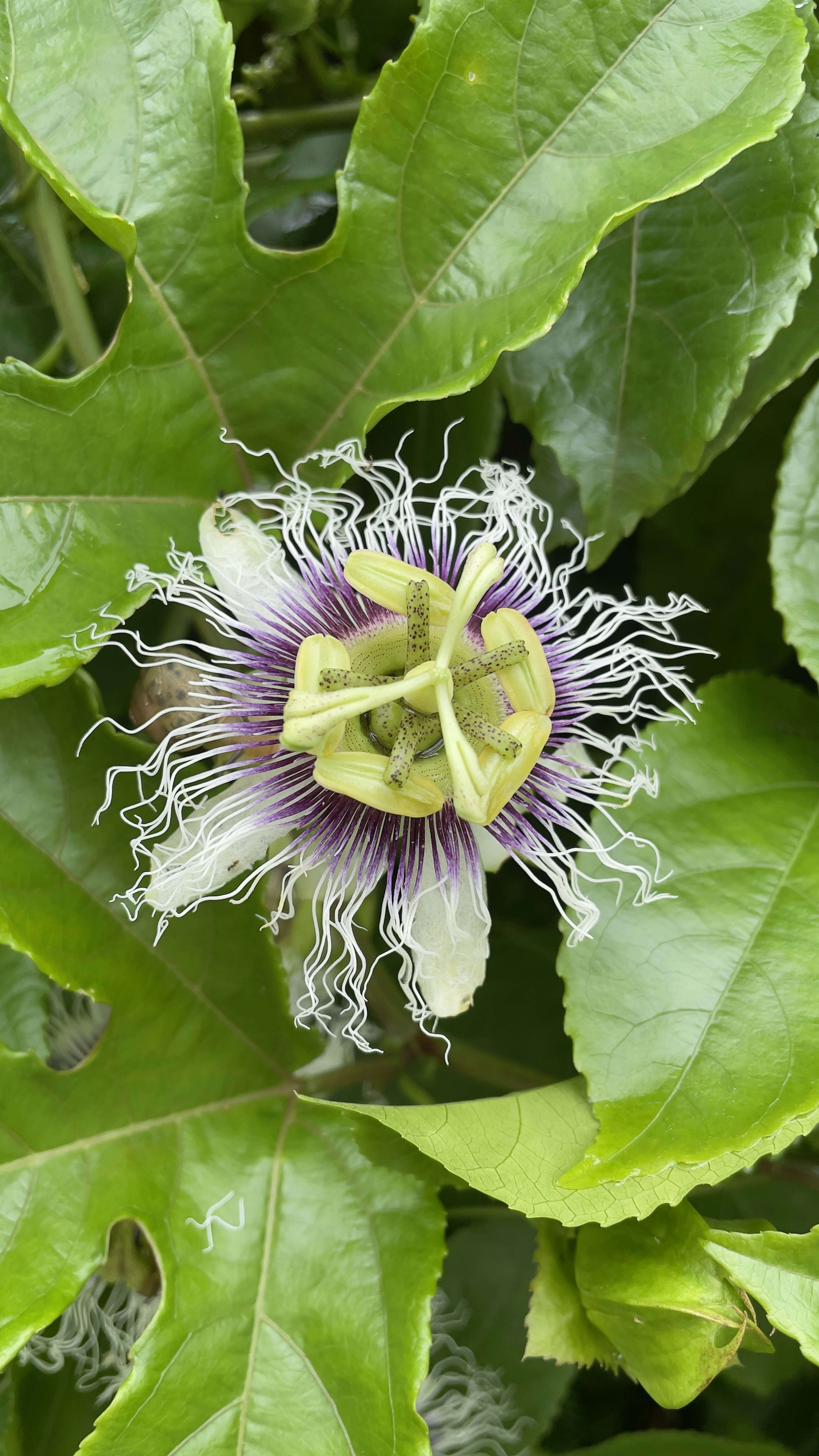 Fiore di passione con petali viola e frange bianche circondato da foglie verdi