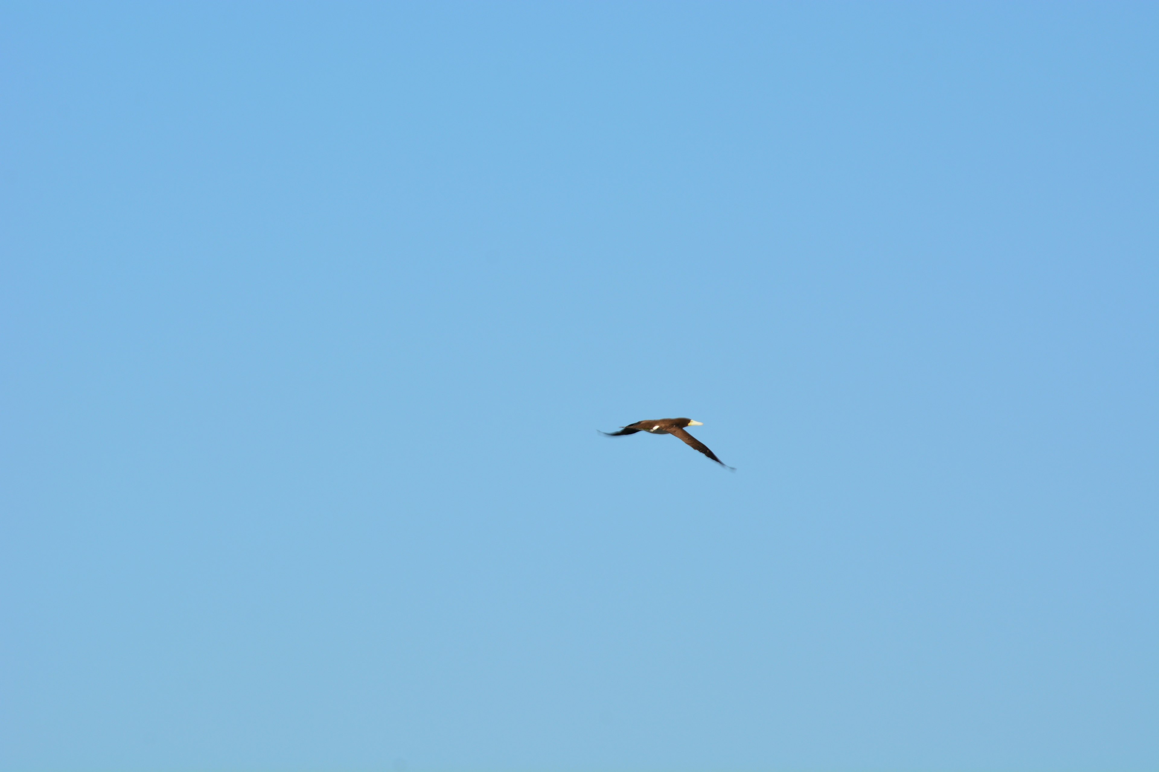 Un uccello che vola contro un cielo blu chiaro