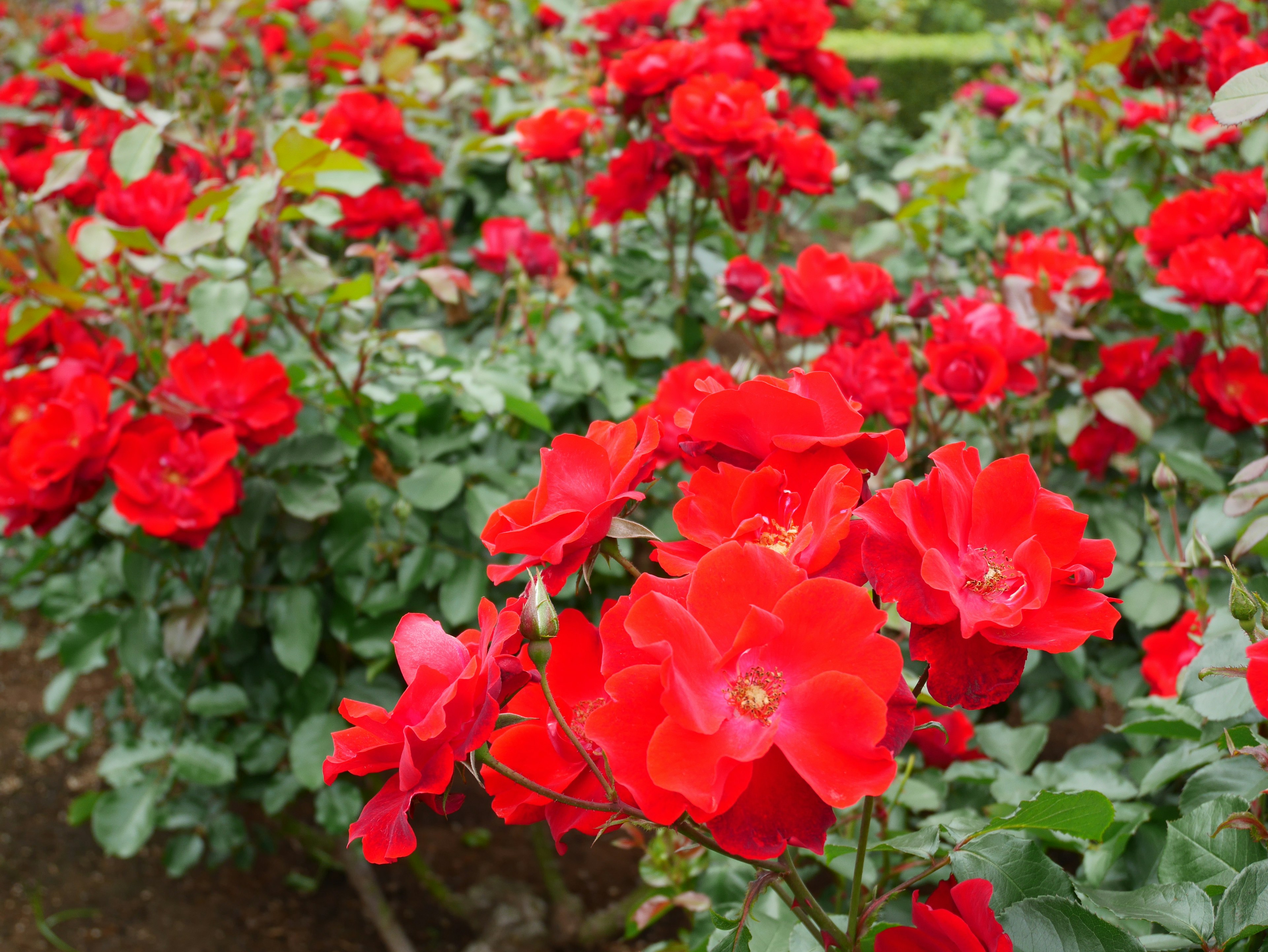 鮮やかな赤いバラの花が咲いている庭の風景