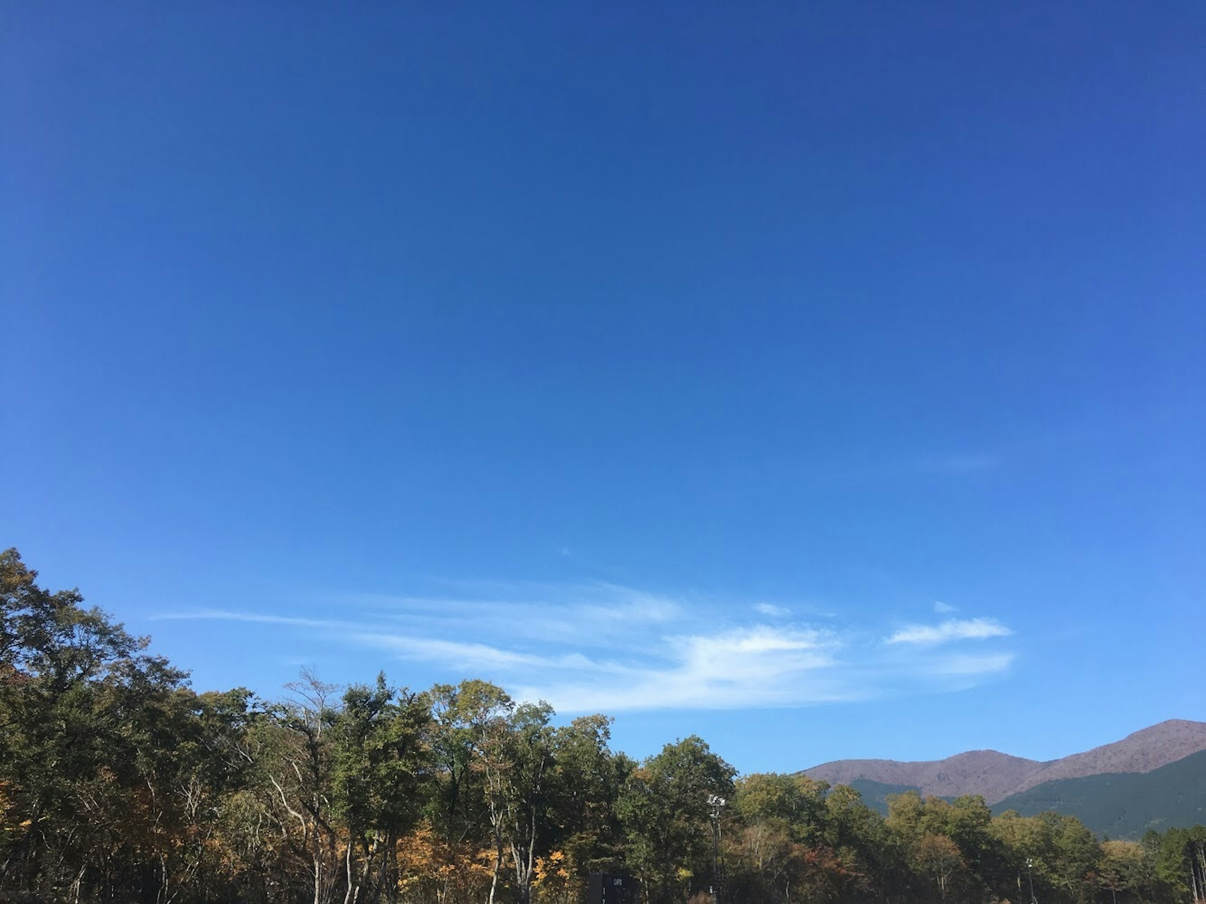 Clear blue sky with green trees