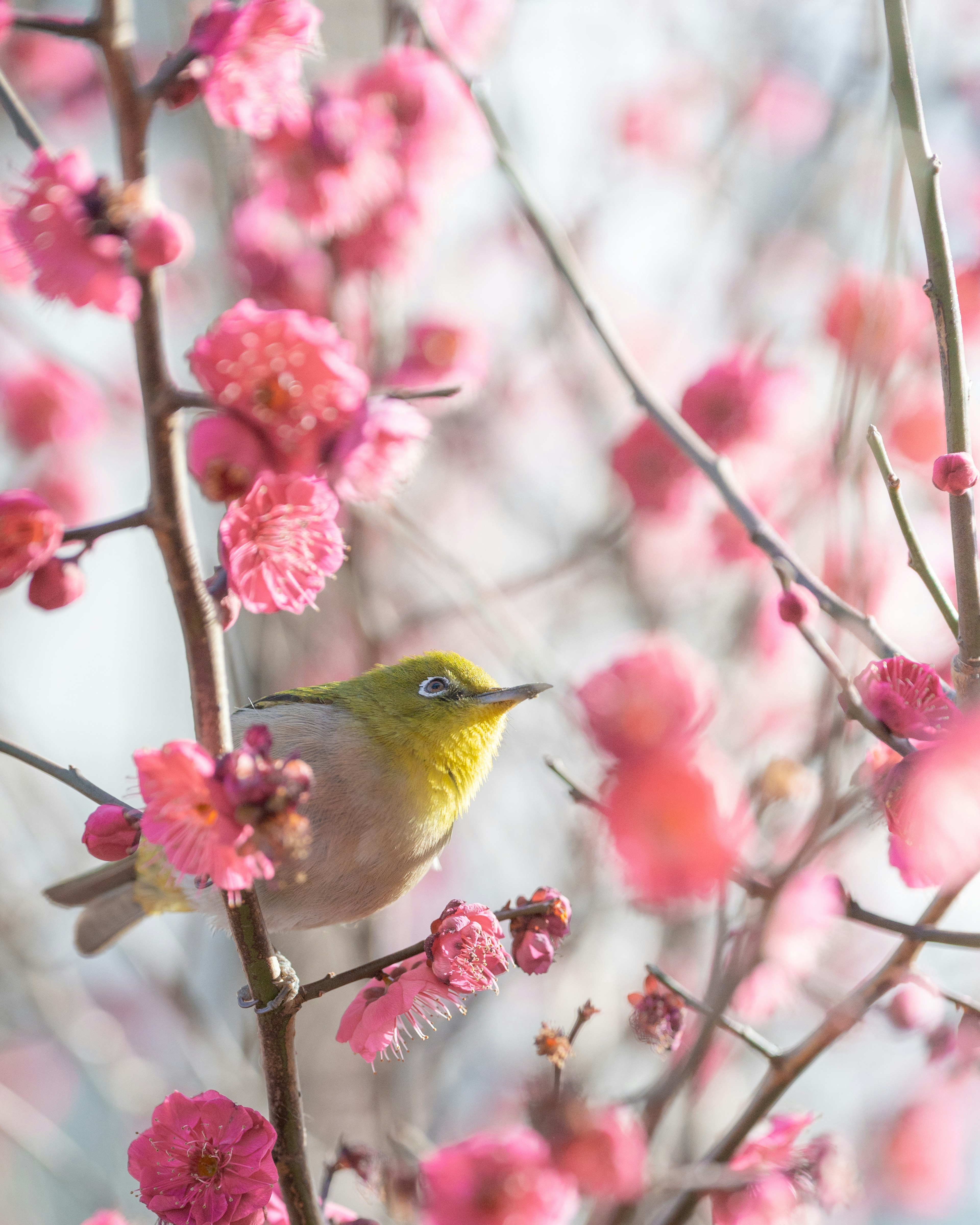 梅の花と小鳥の美しい風景