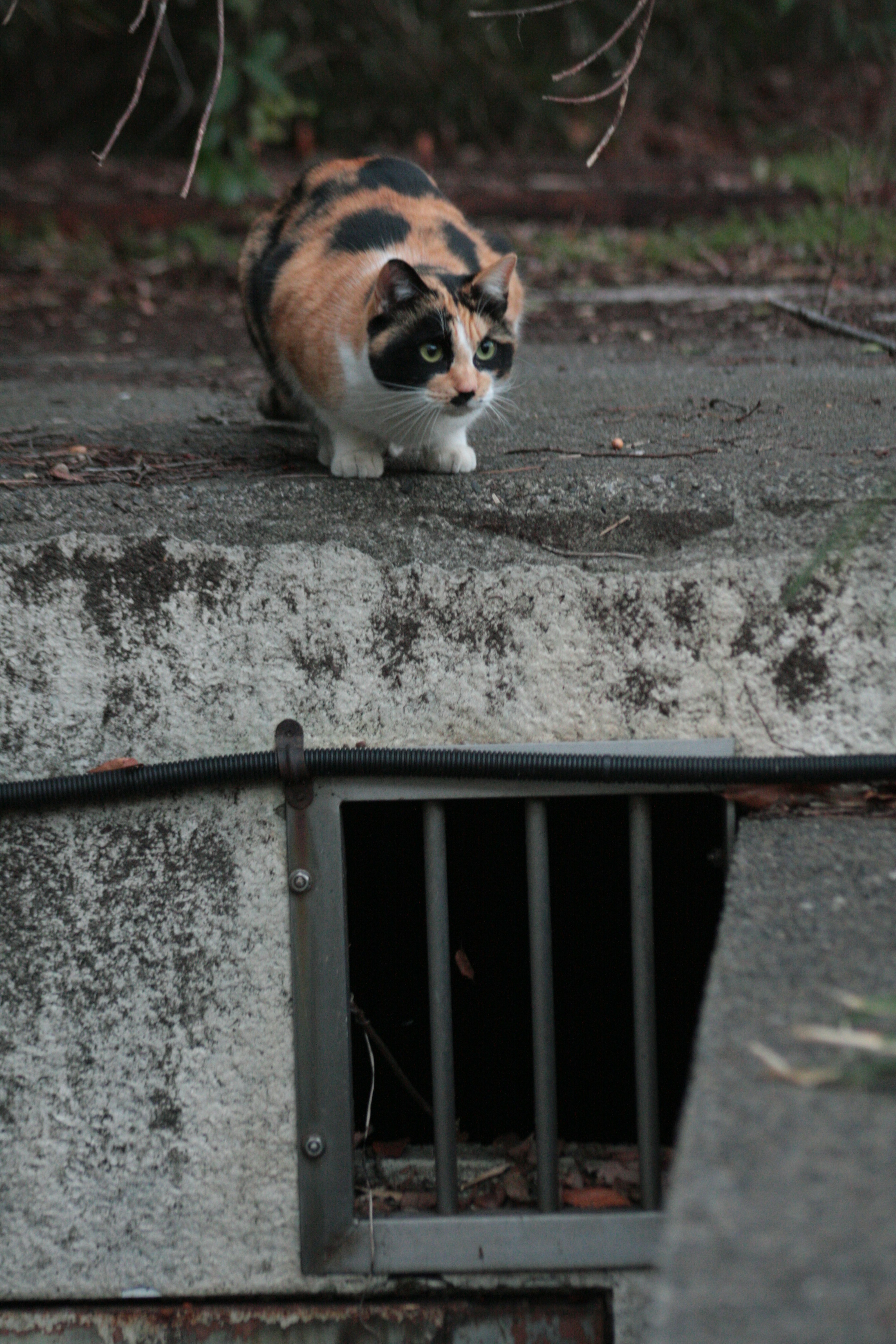 A calico cat walking on concrete near a barred opening