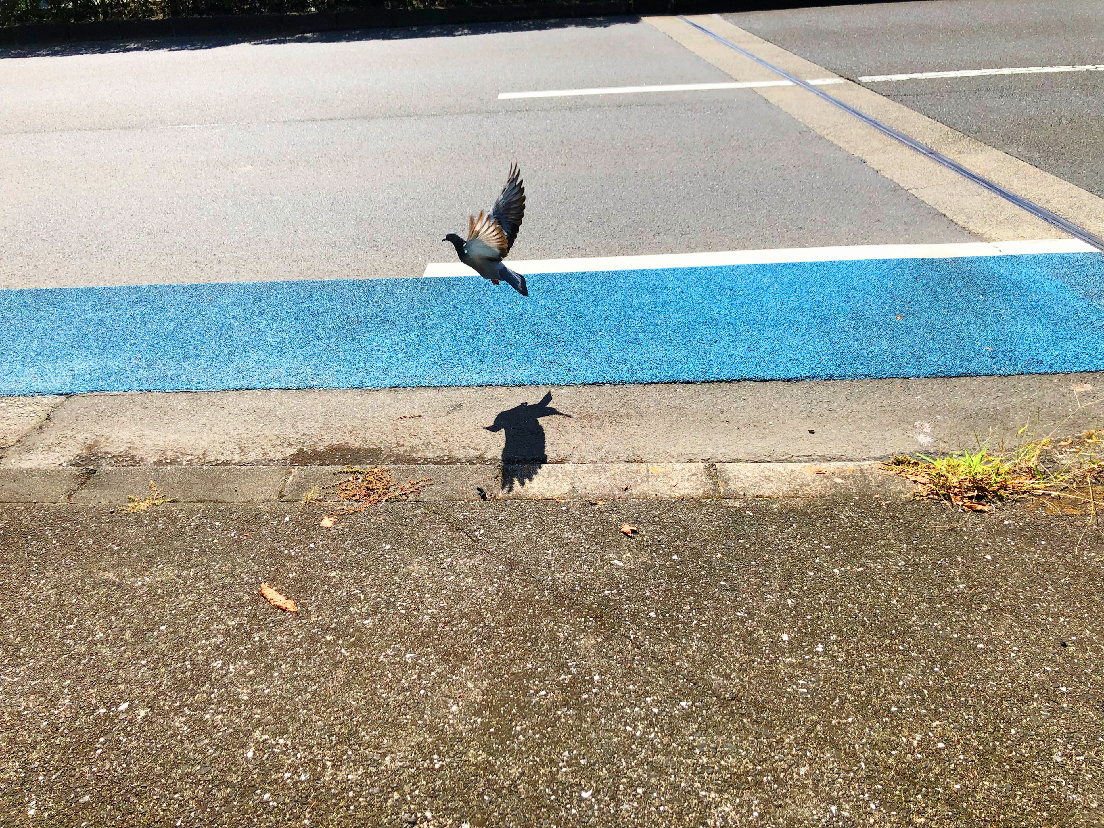 Un pájaro volando sobre una línea azul con su sombra en el suelo