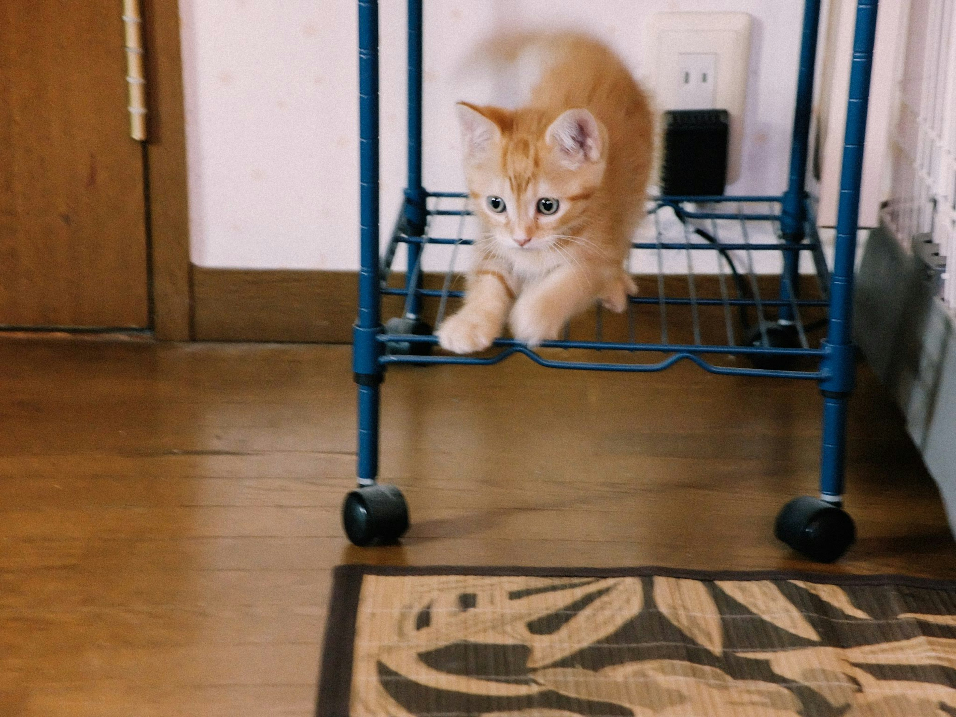 Kucing oranye kecil bermain di bawah rak biru