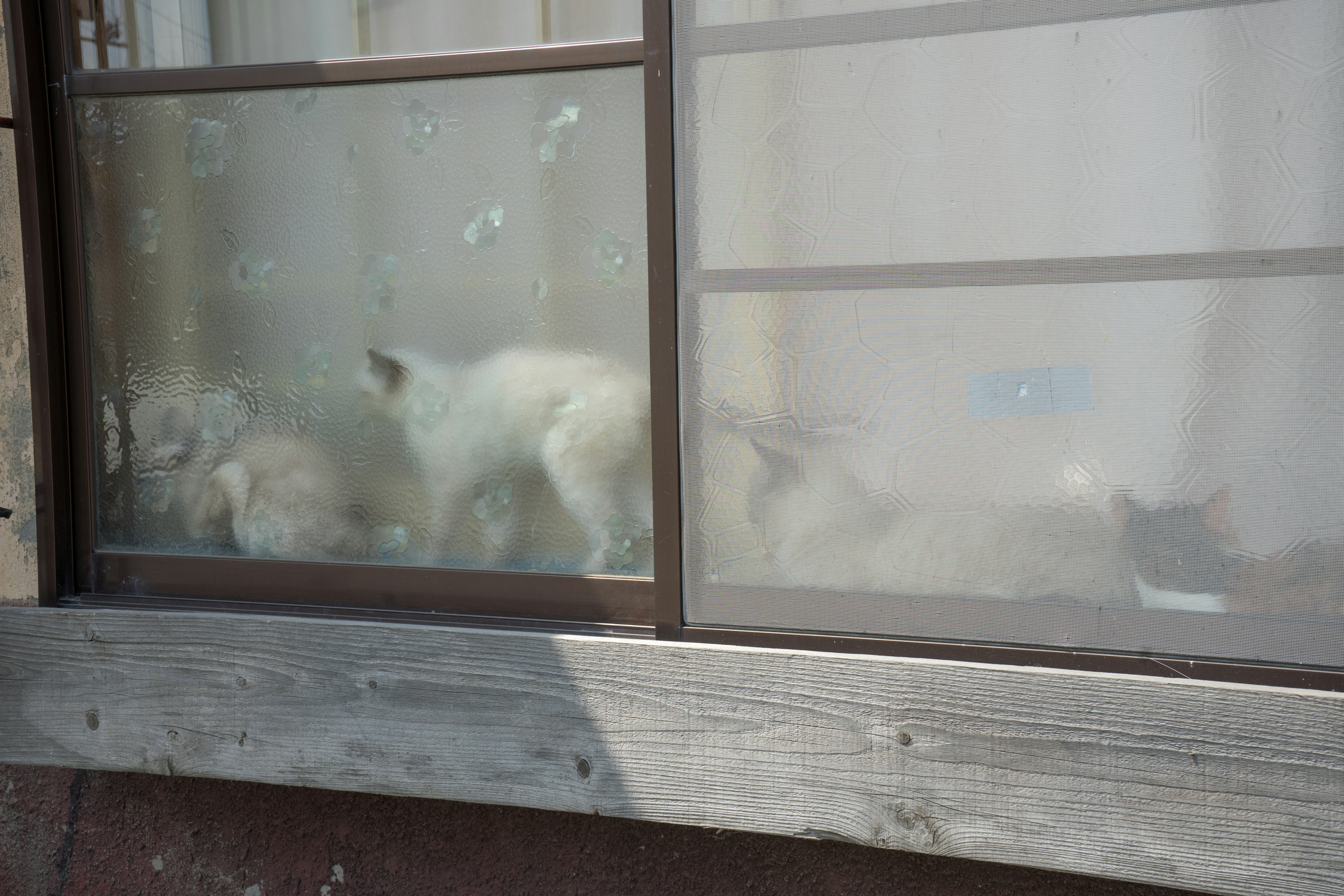 Szene mit mehreren Katzen, die durch ein Fenster gesehen werden