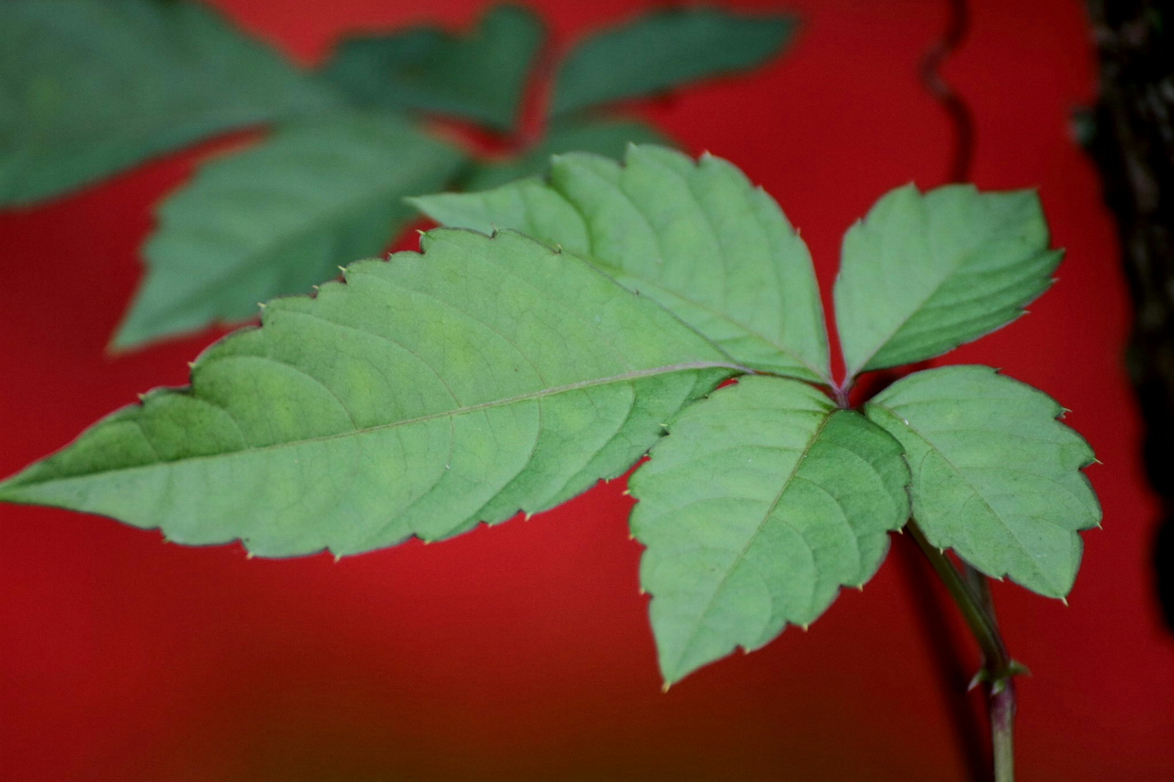 Daun hijau di latar belakang merah