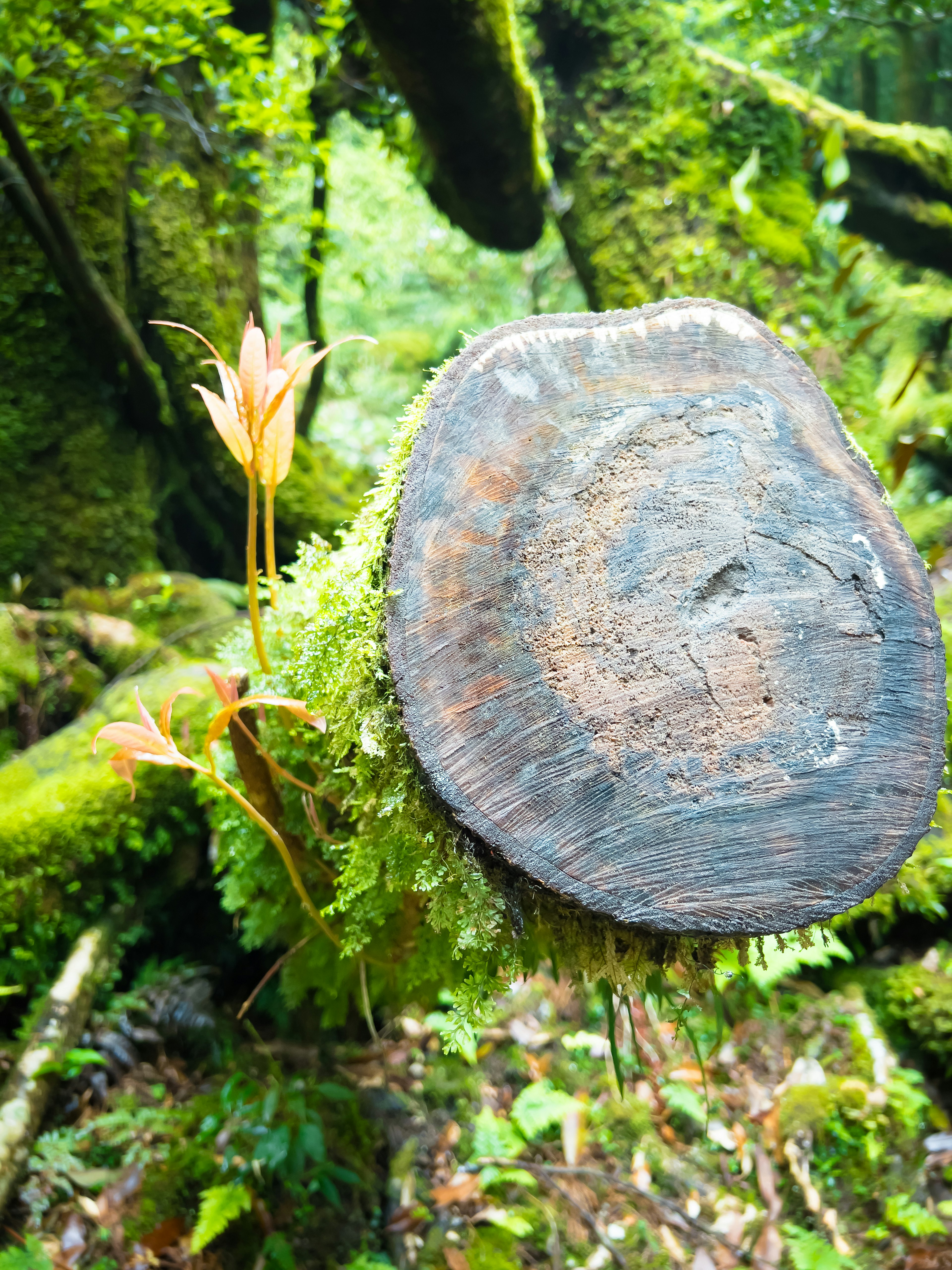 Una scena naturale con un tronco d'albero coperto di muschio e un fiore in fiore