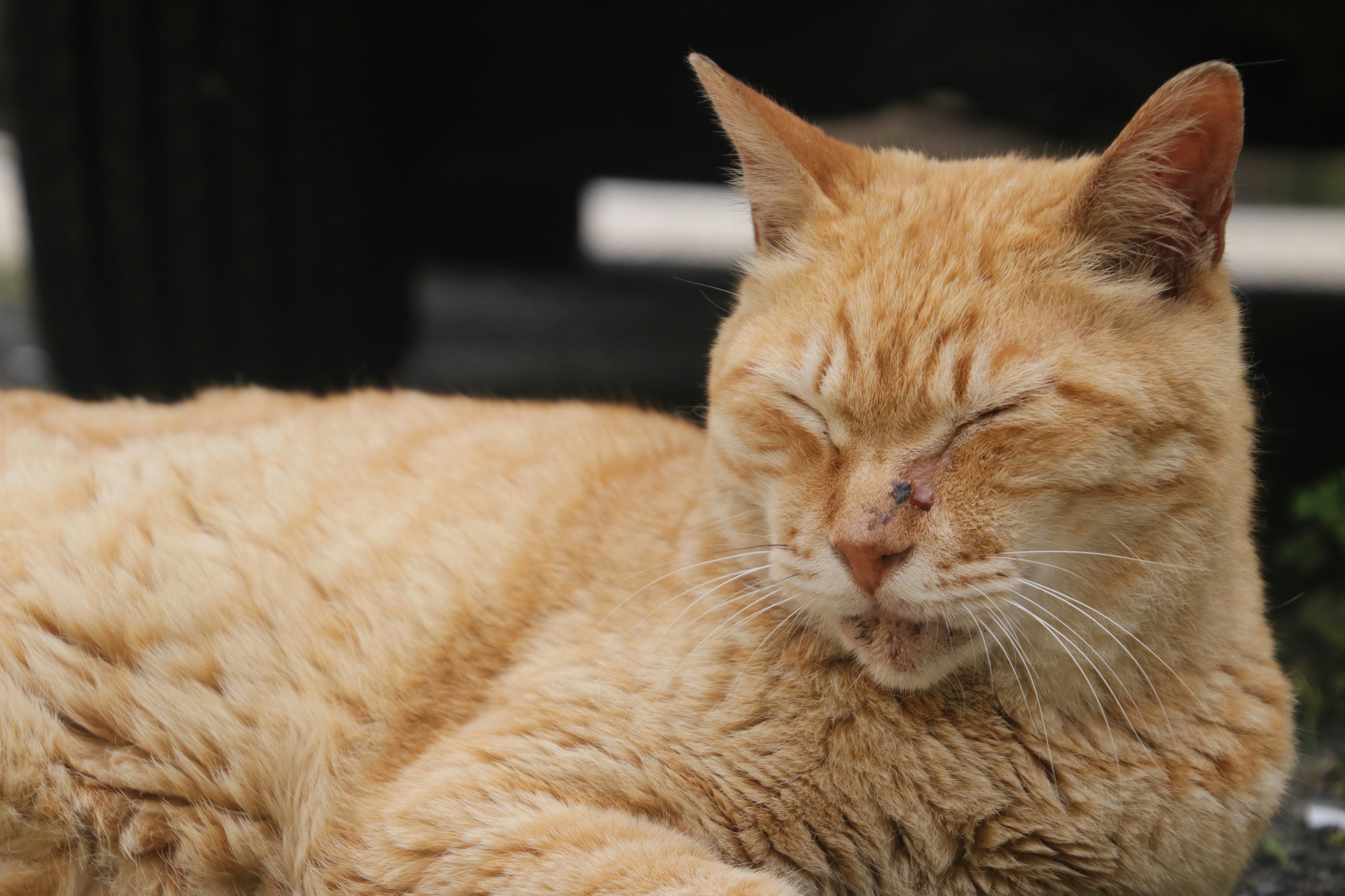 Un gato naranja relajándose con los ojos cerrados