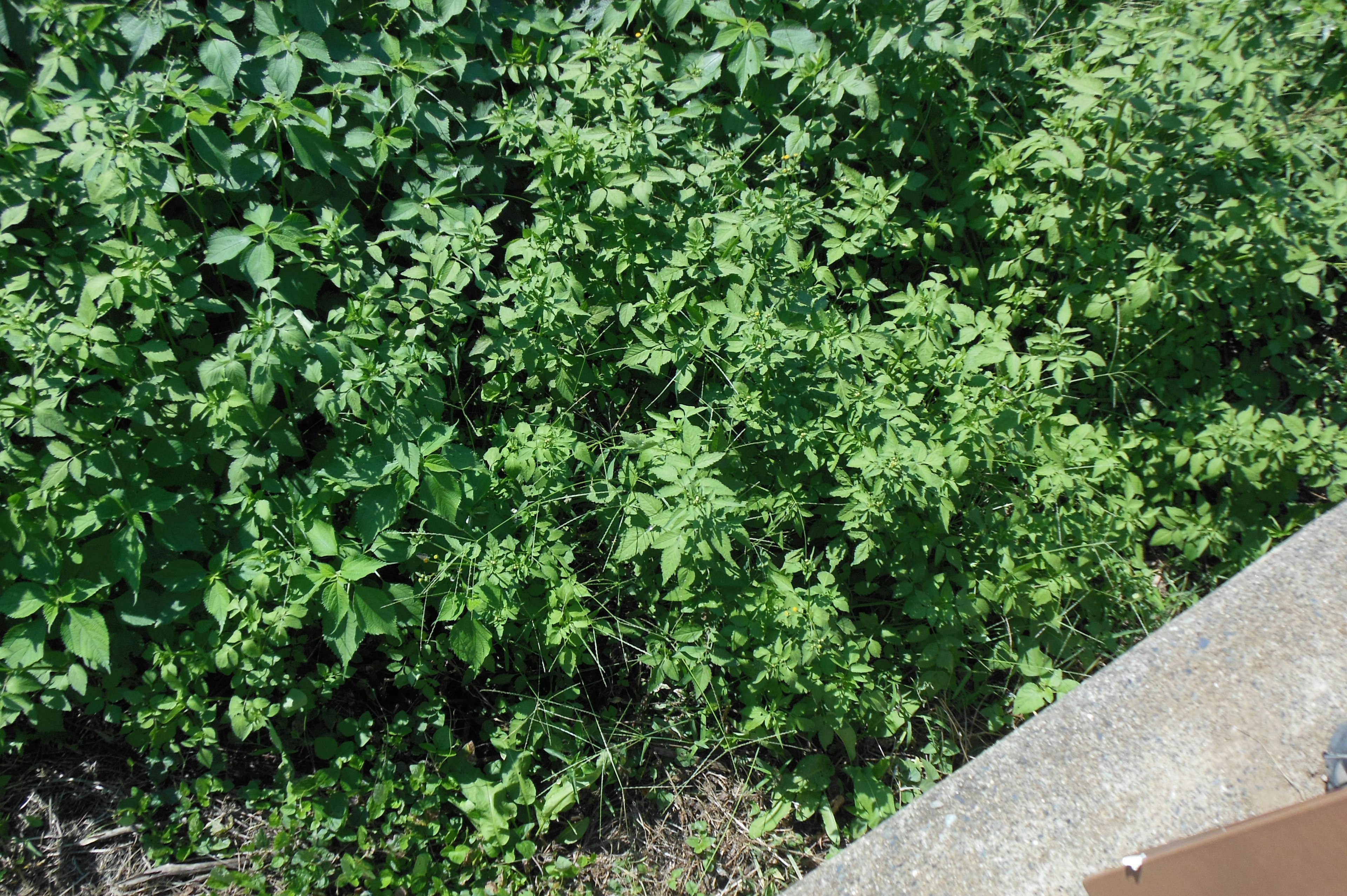 緑豊かな植物の群生とコンクリートの縁