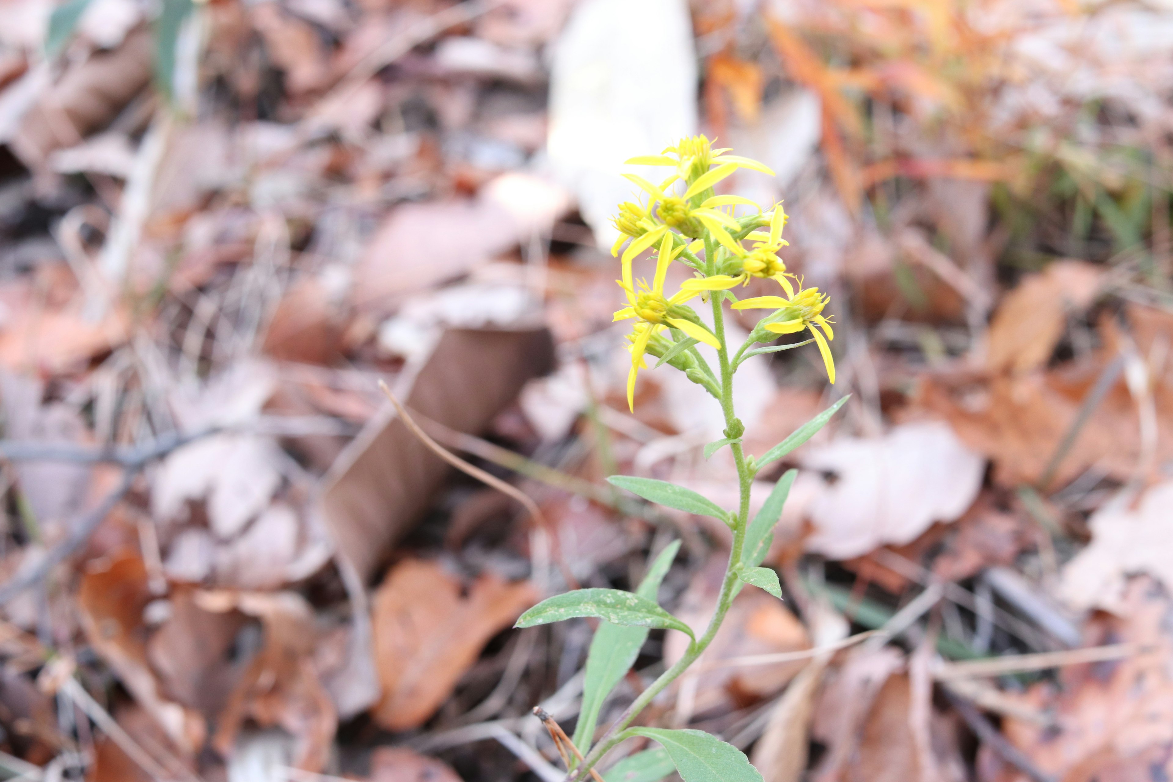 Eine gelbe Blume steht auf einem Bett aus fallenden Blättern