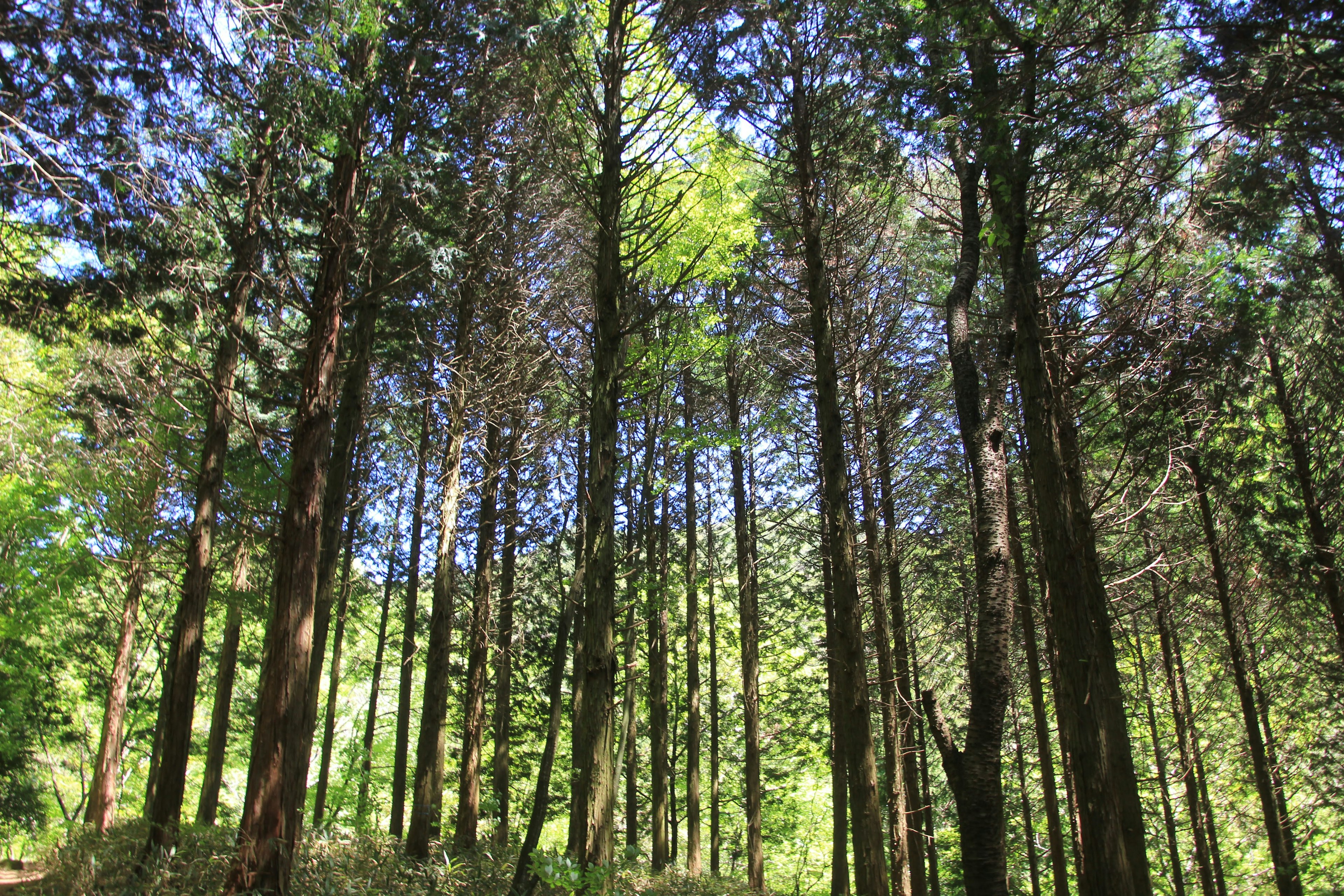 A forest landscape with tall trees and green leaves