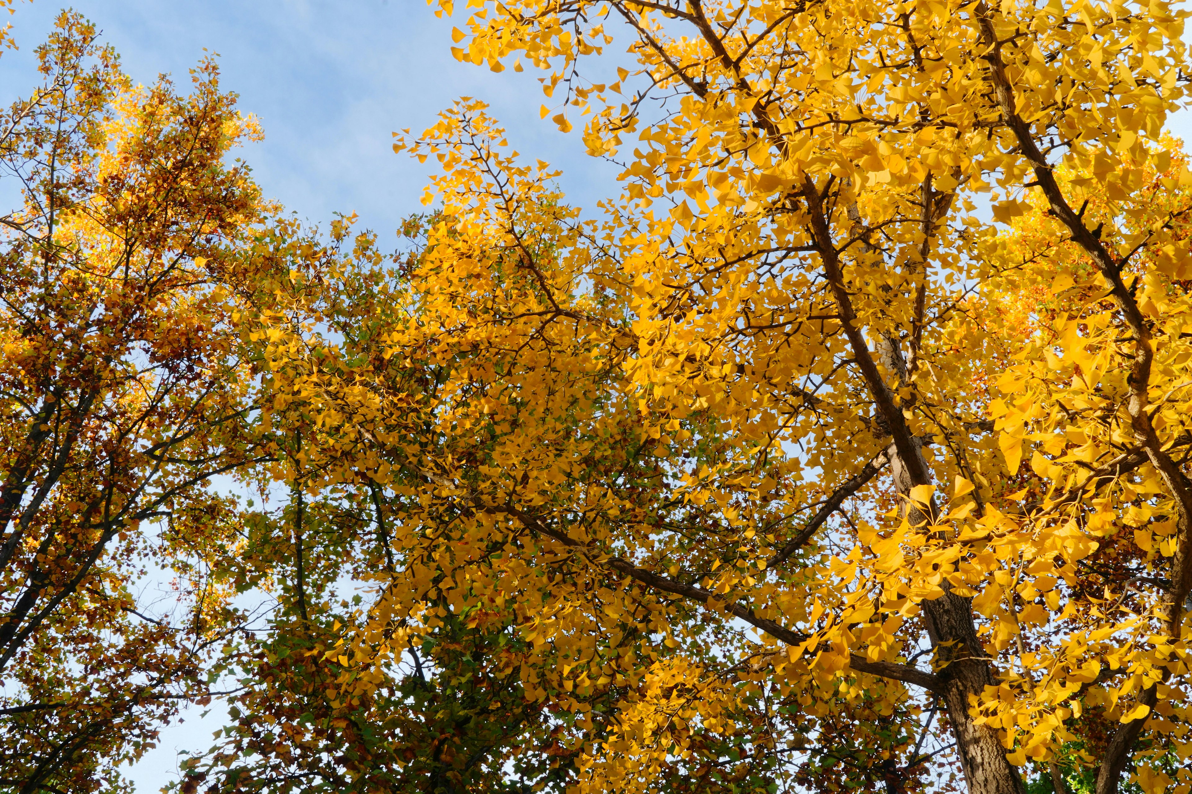 Vista di alberi con foglie gialle vivaci in autunno