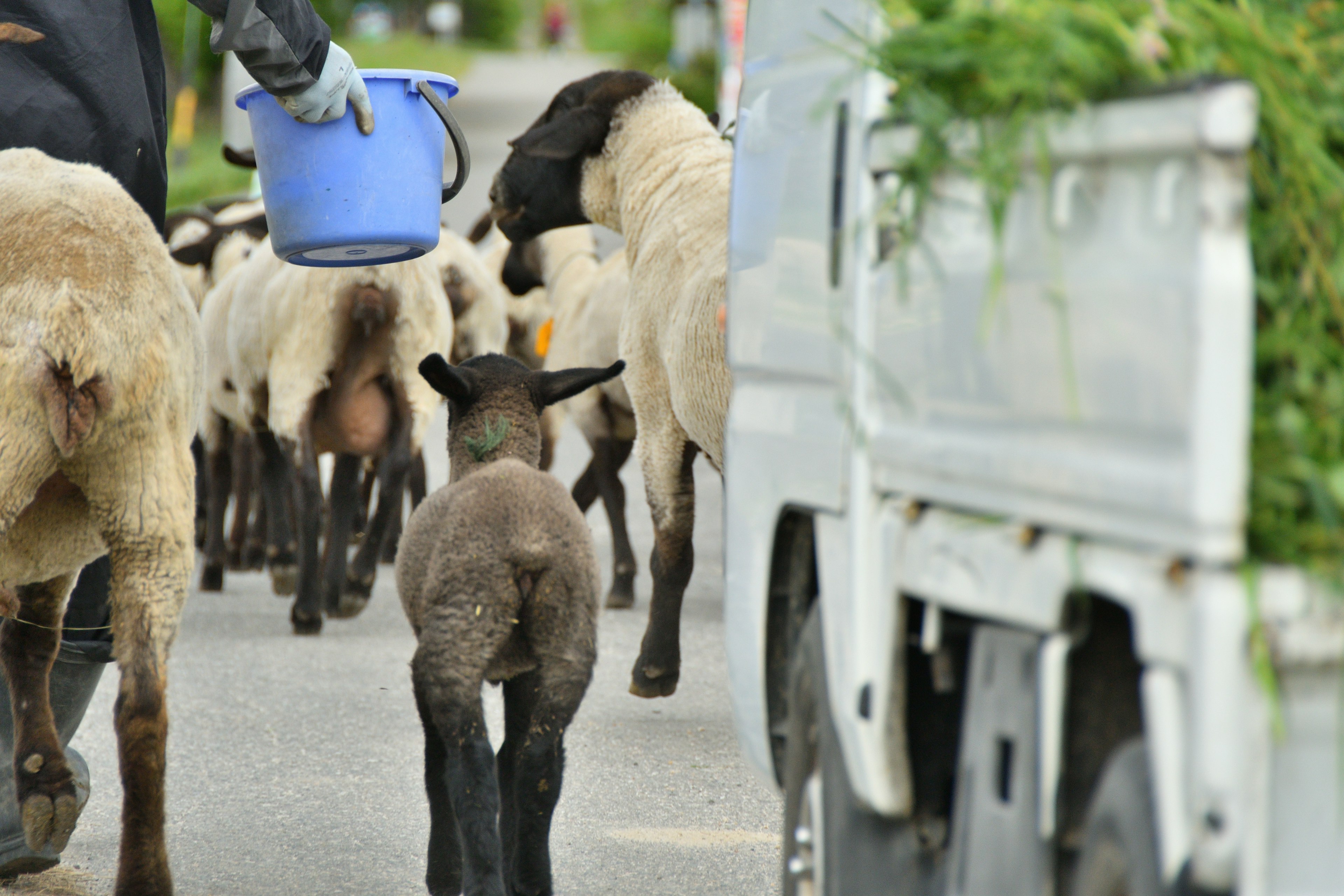 Un rebaño de ovejas y un cordero caminando por una carretera