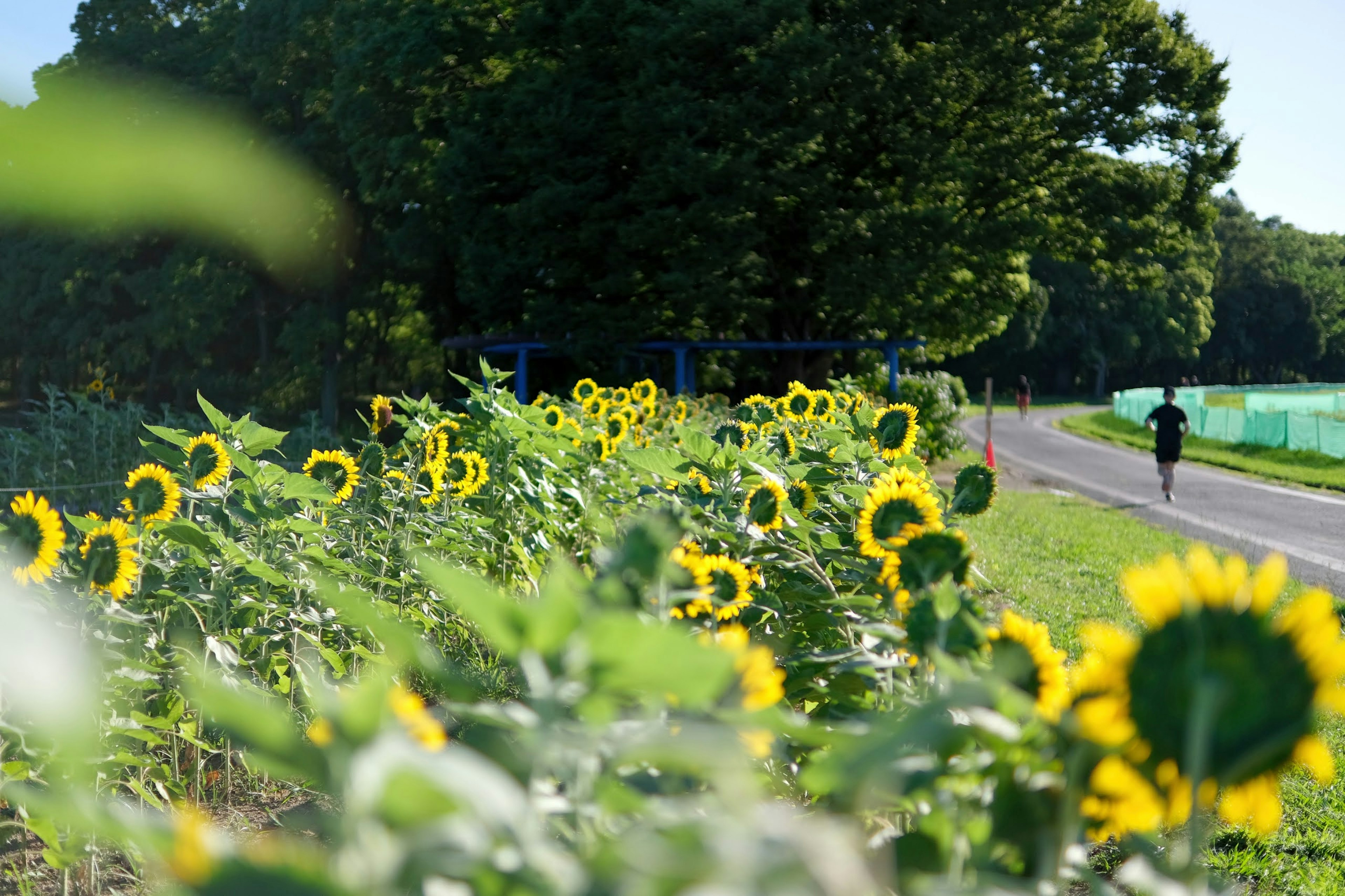 Girasoli lungo un sentiero con una persona che cammina