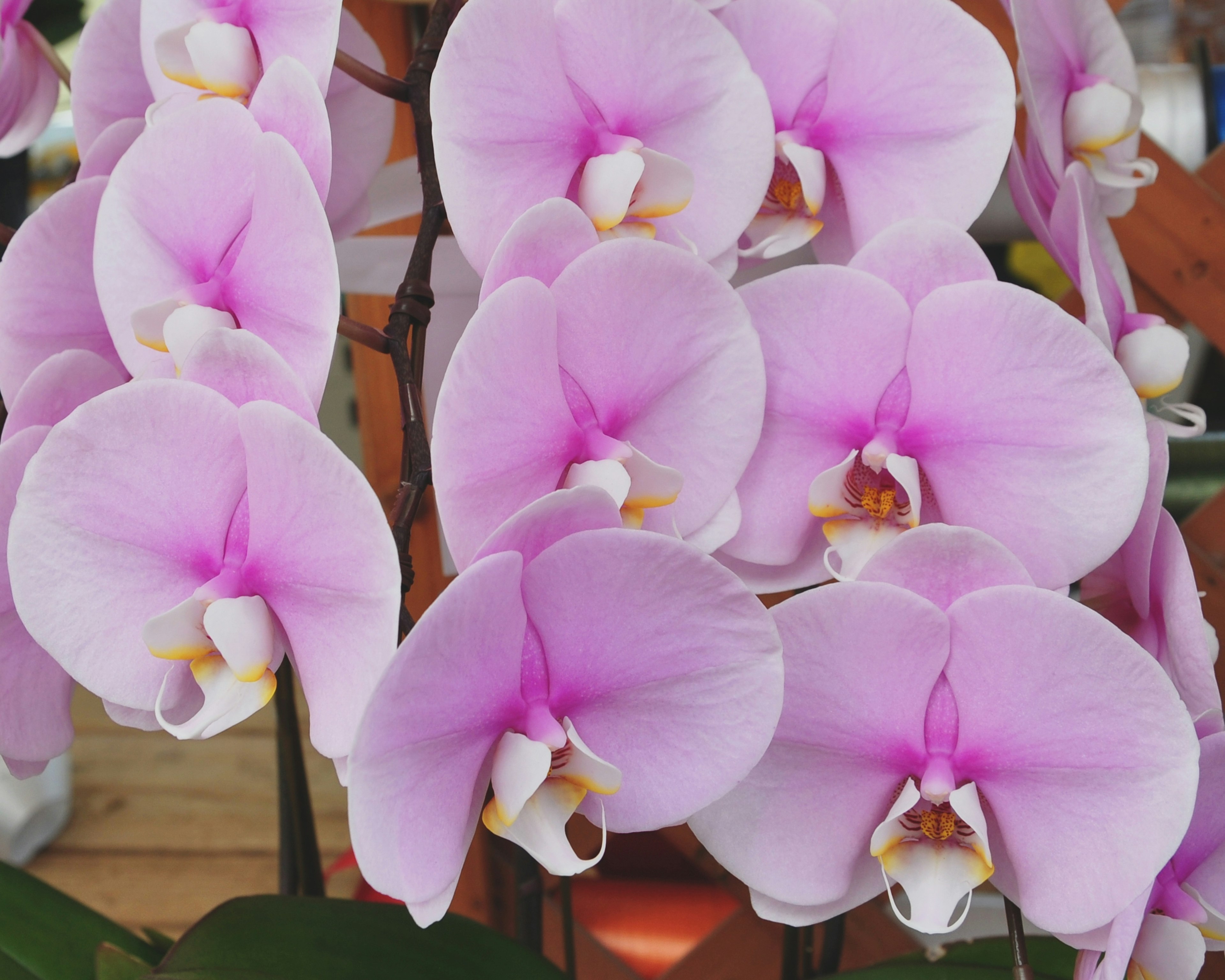 Un groupe de belles fleurs d'orchidées roses en pleine floraison