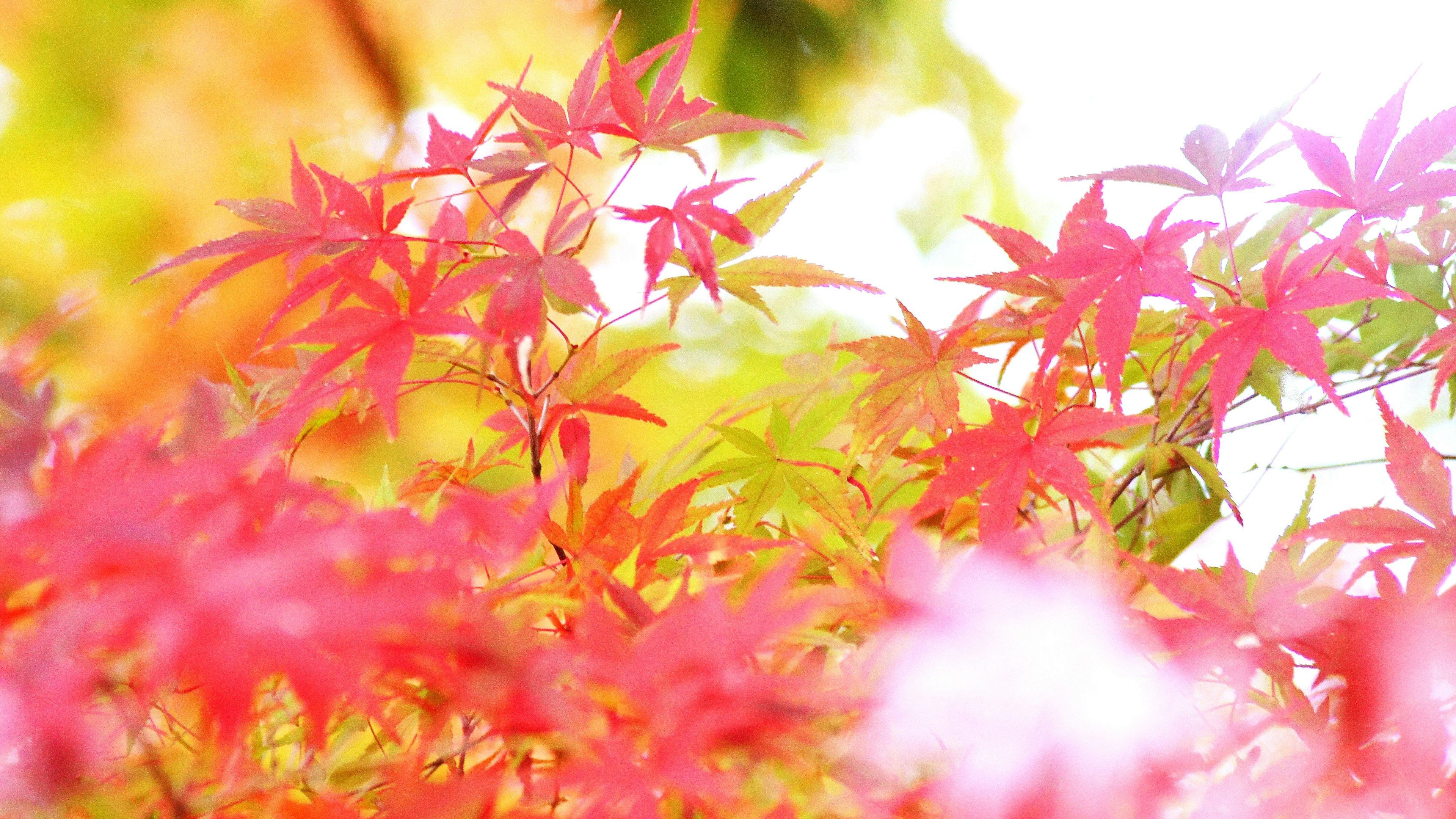 Hojas de otoño vibrantes brillando suavemente en luz cálida