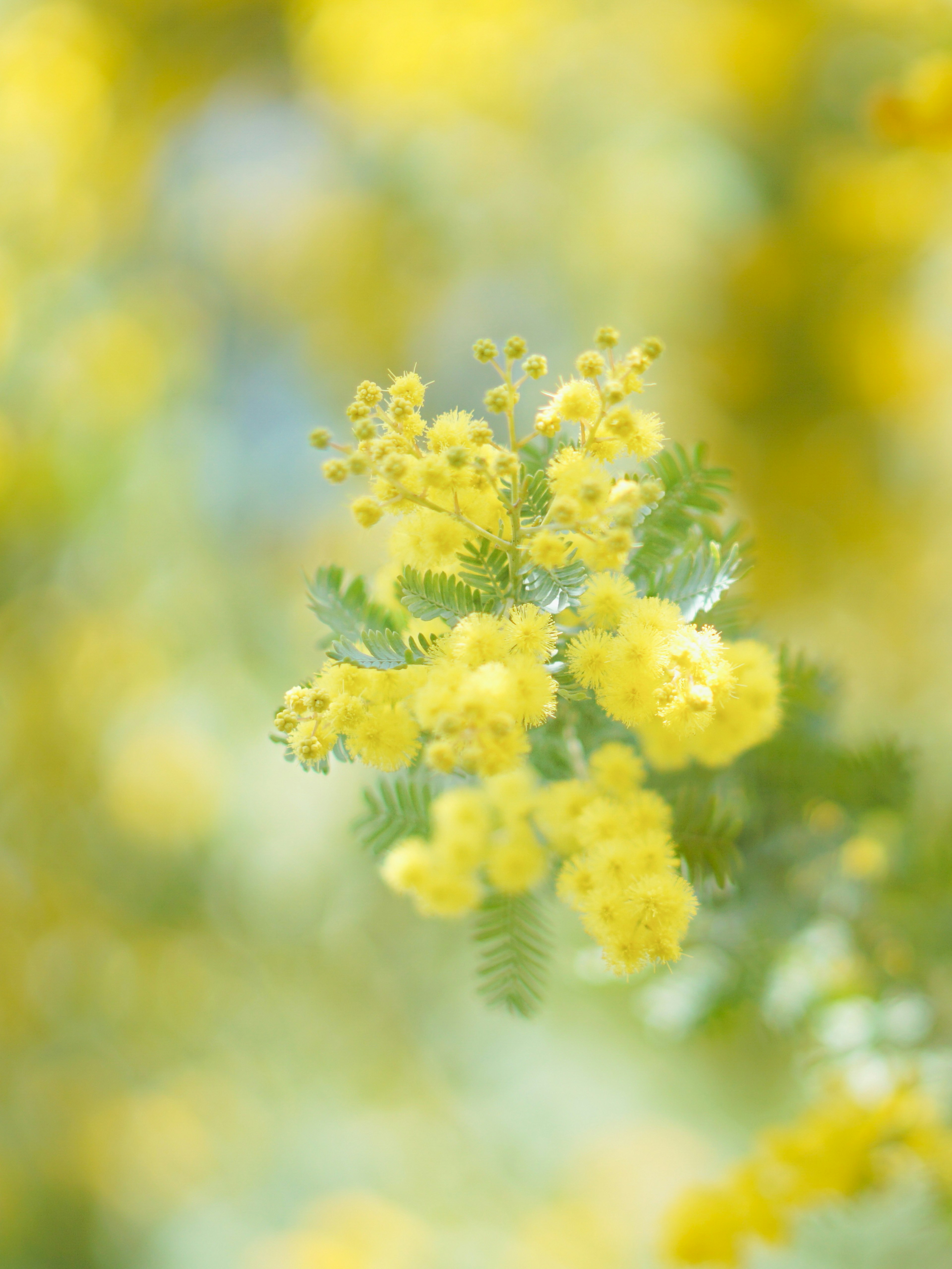 Weichgezeichnetes Bild von hellgelben Mimoseblüten mit verschwommenem Hintergrund