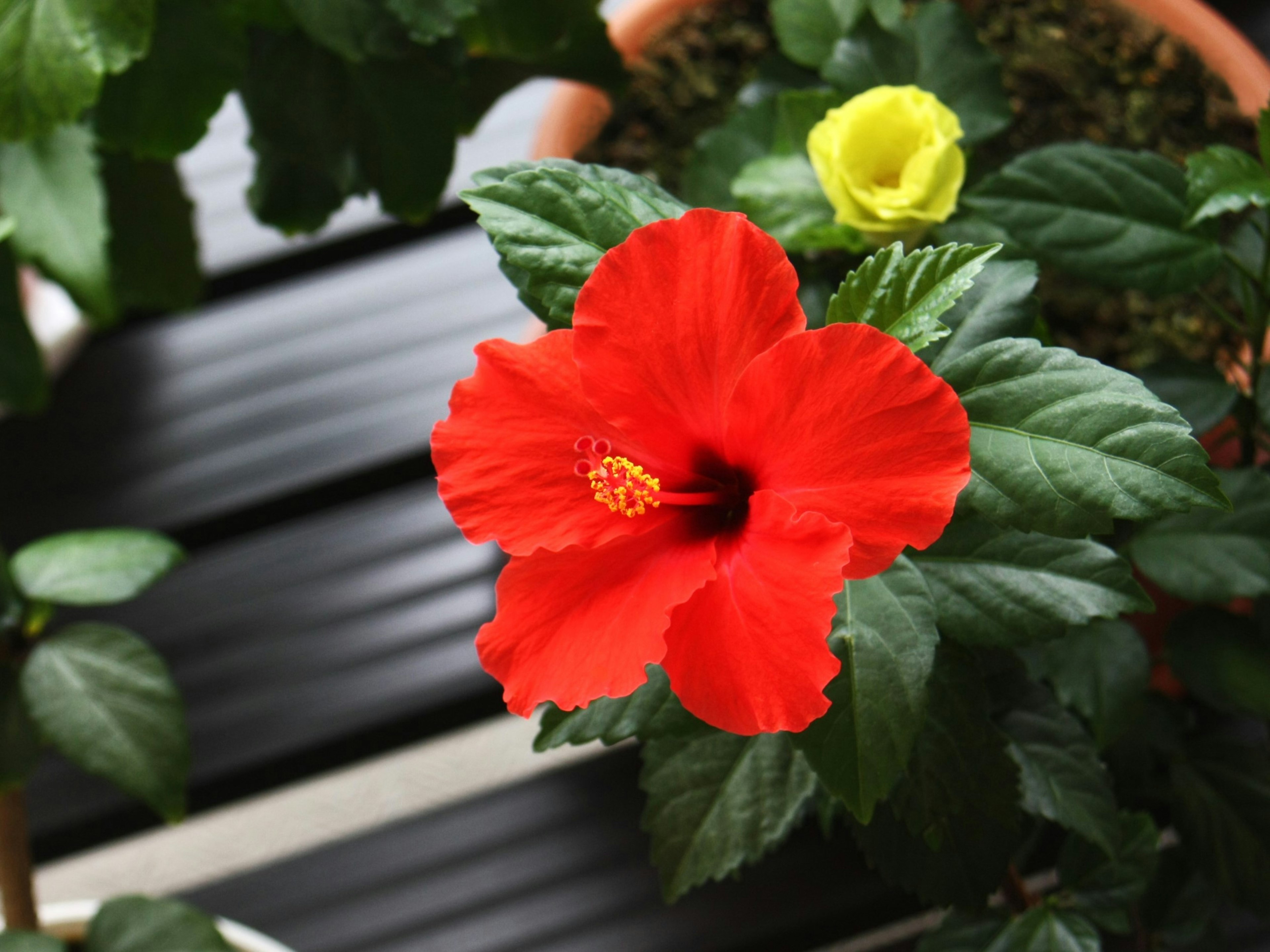 Lebendige rote Hibiskusblüte mit einer gelben Knospe in einer Topfpflanze