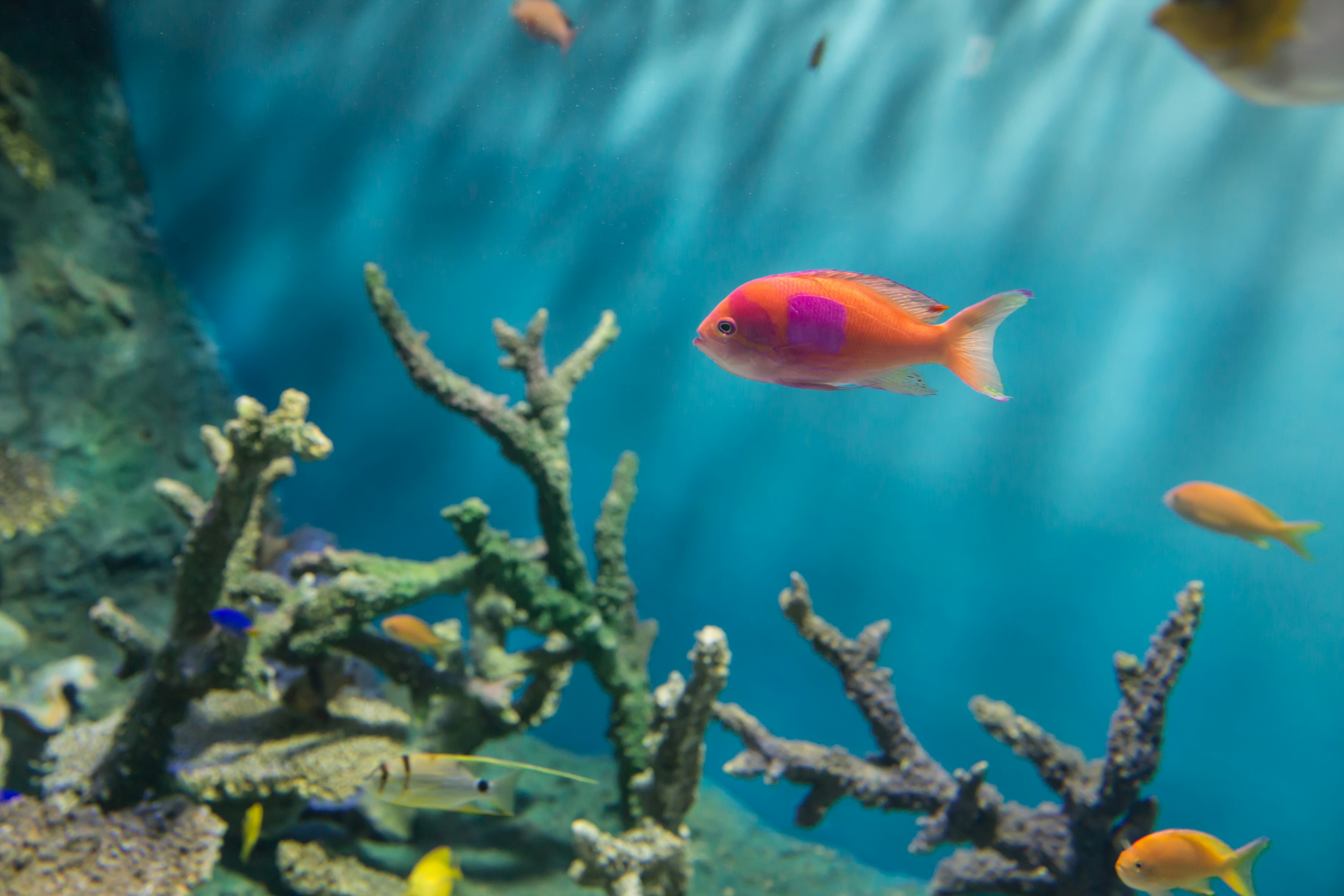 鮮やかなオレンジ色の魚が青い水中で泳いでいるサンゴ礁の風景