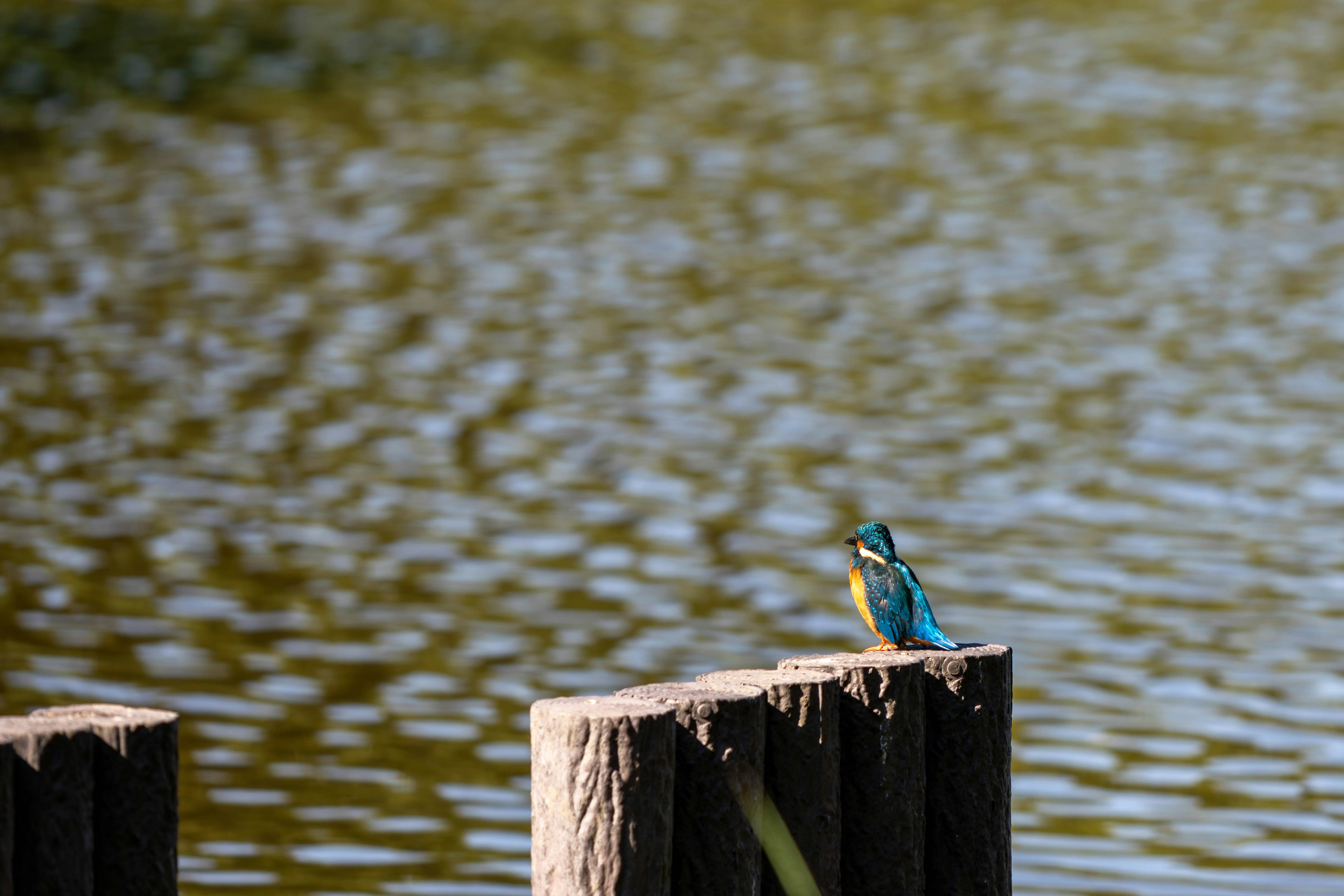 Un martin-pêcheur perché sur un poteau au bord de l'eau avec des plumes bleues et jaunes