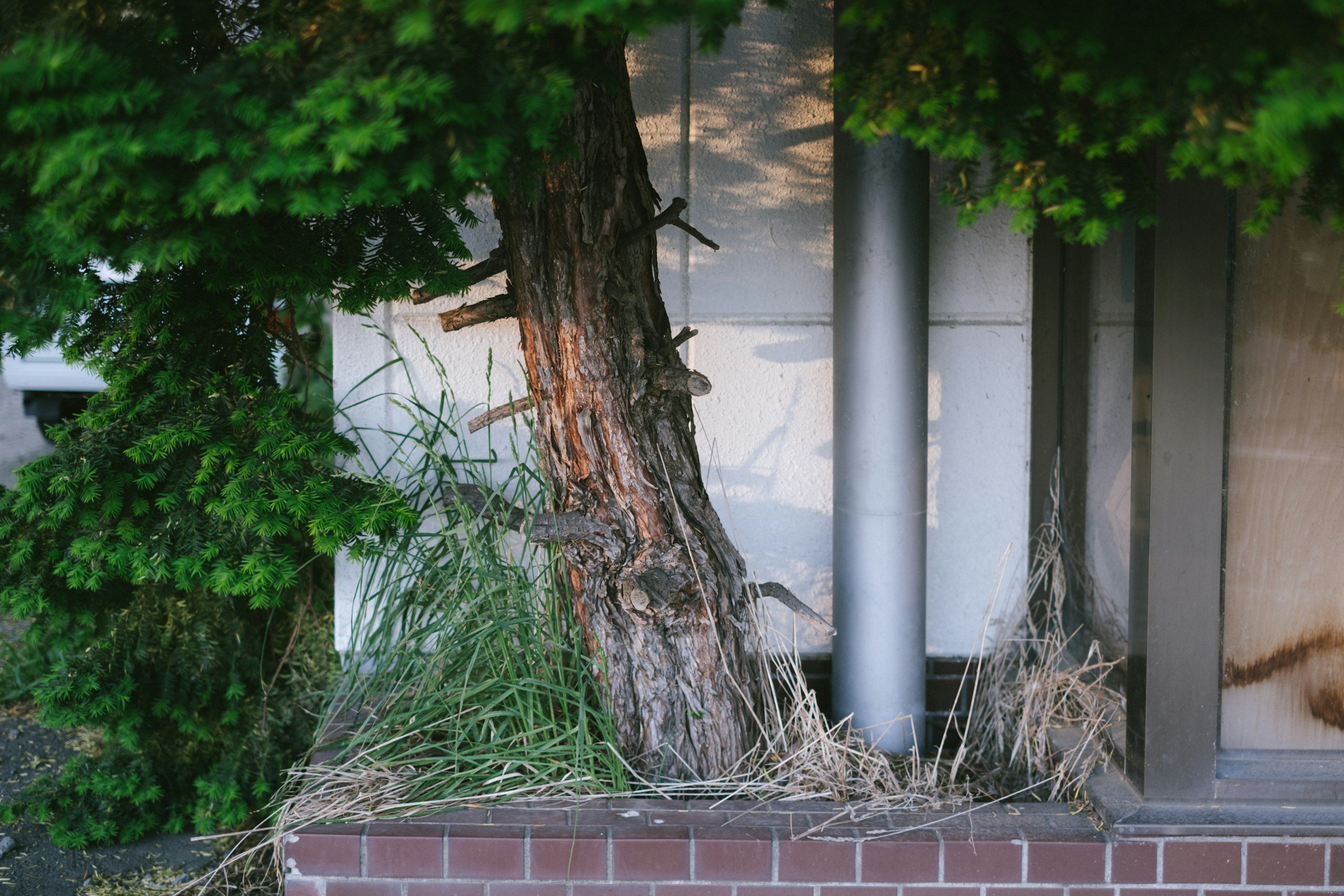 Un grand arbre et de l'herbe poussant à côté d'un bâtiment