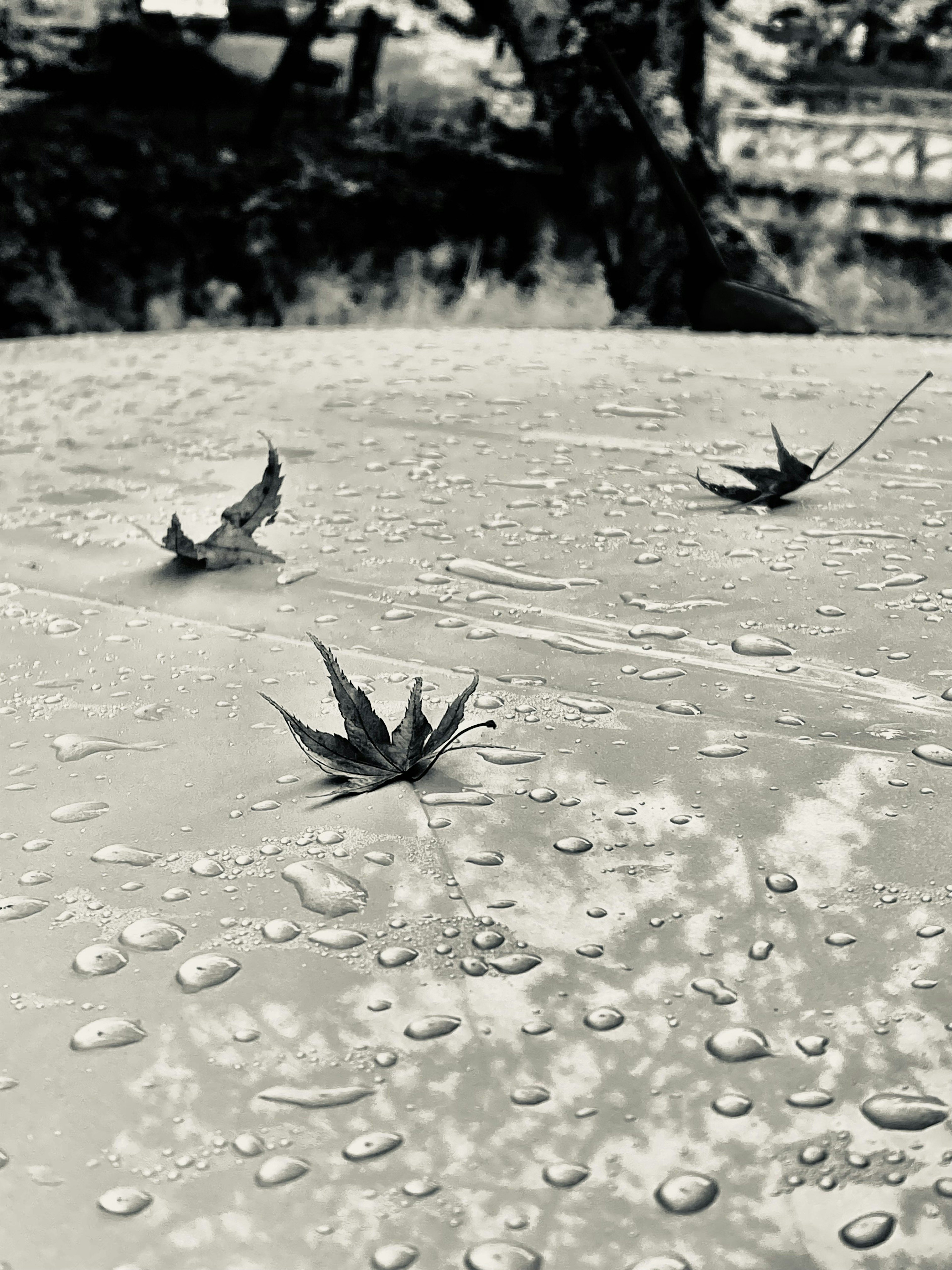 水滴の上に浮かぶ紅葉の葉秋の風景