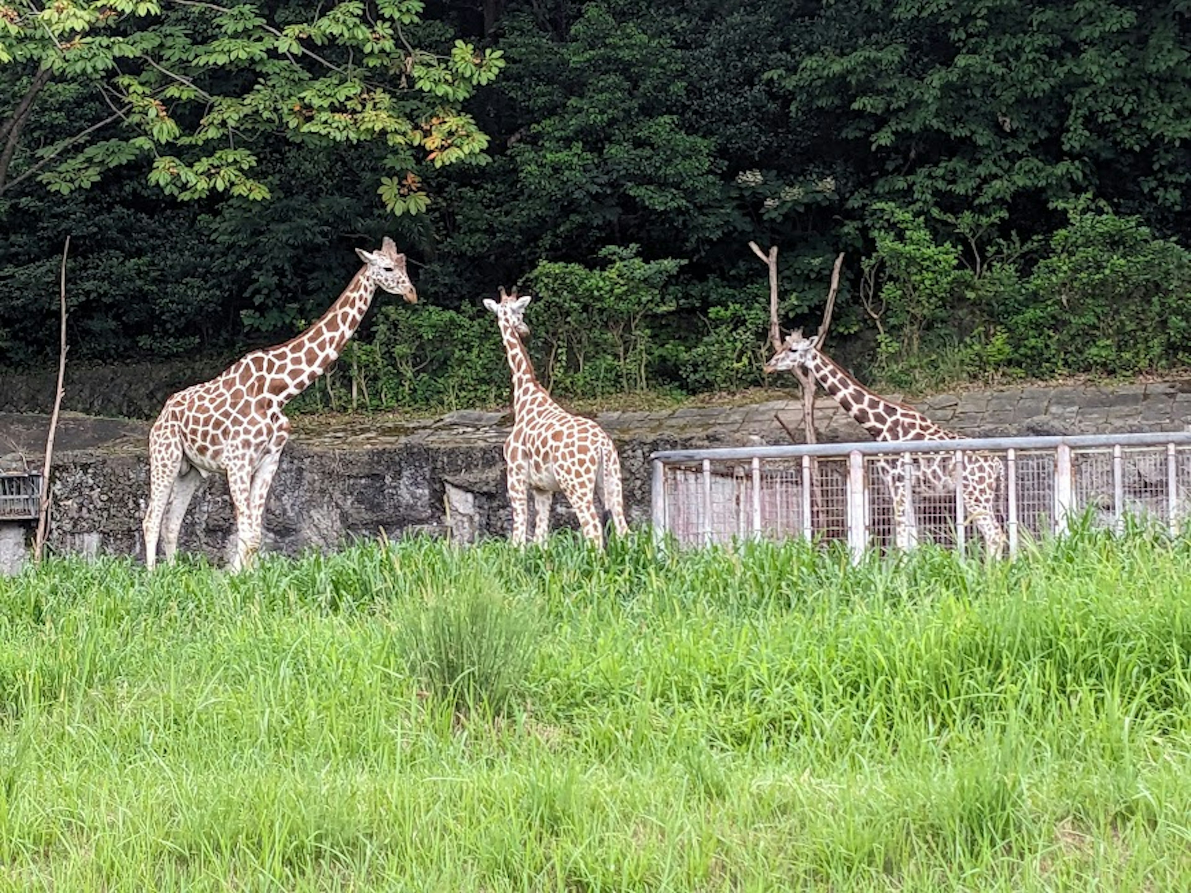 Drei Giraffen stehen in einem grasbewachsenen Bereich