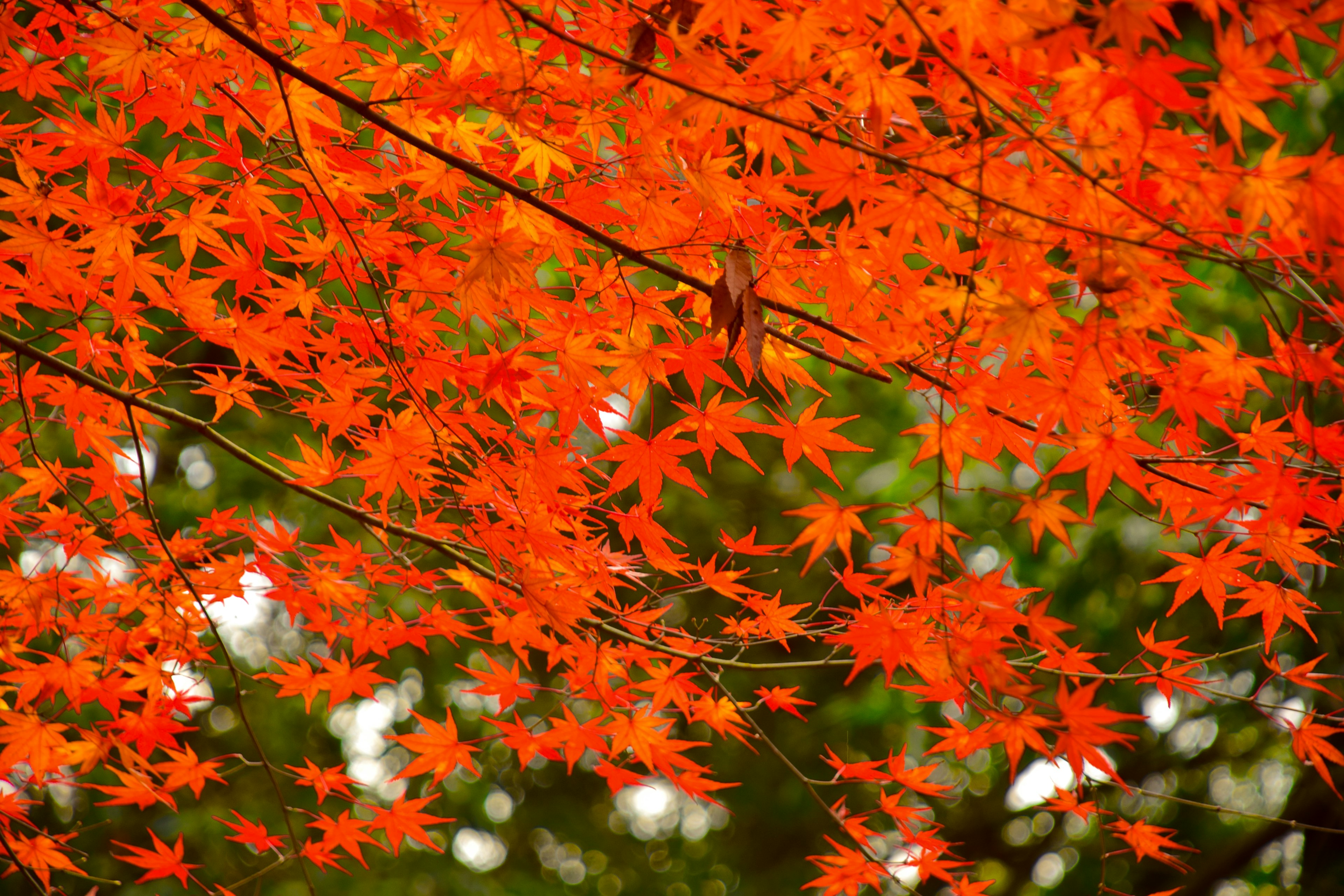 Feuilles d'érable orange vif sur des branches d'arbre