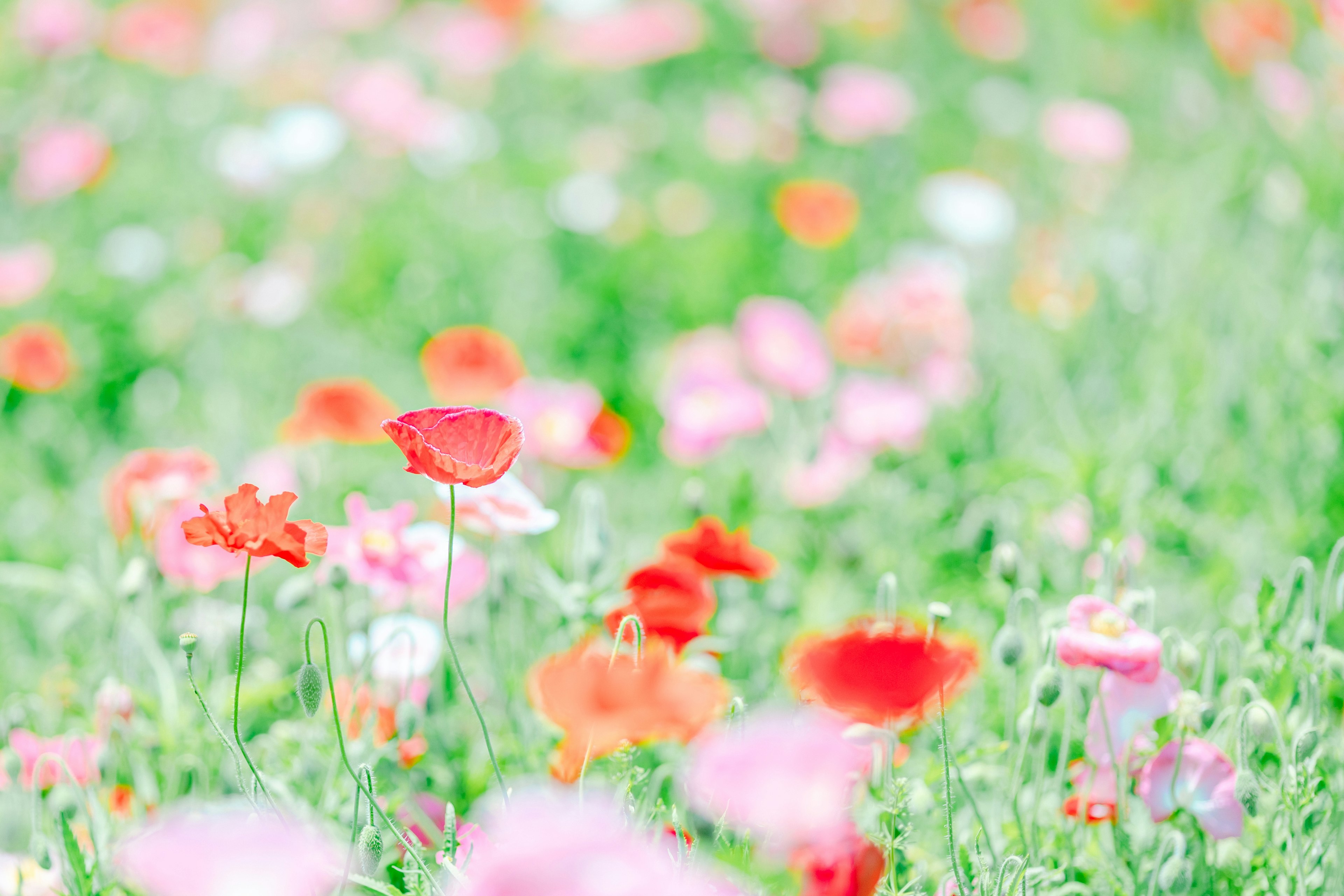 色とりどりの花が咲く緑の草原