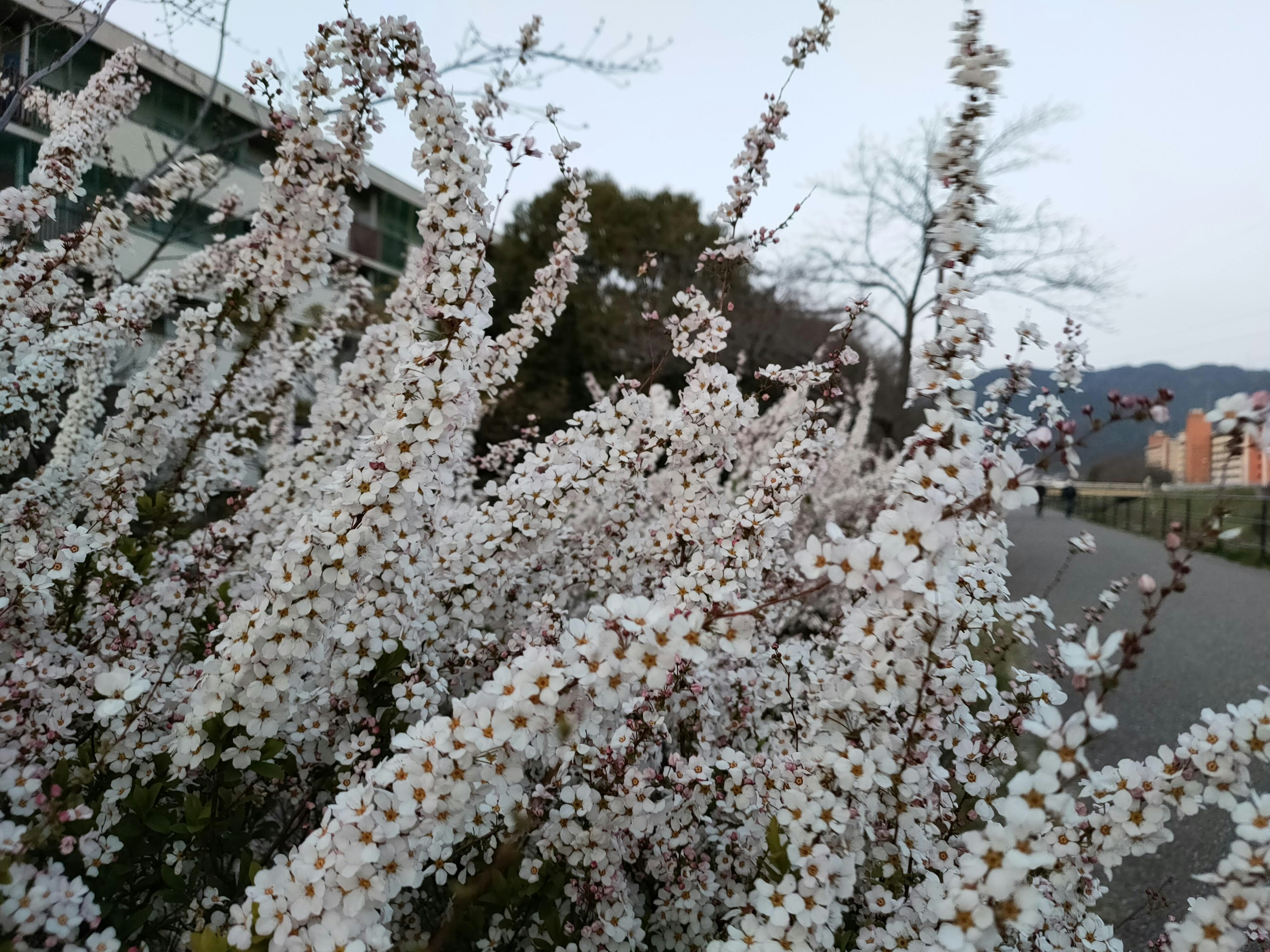 白色植物花朵的特写，背景有建筑物