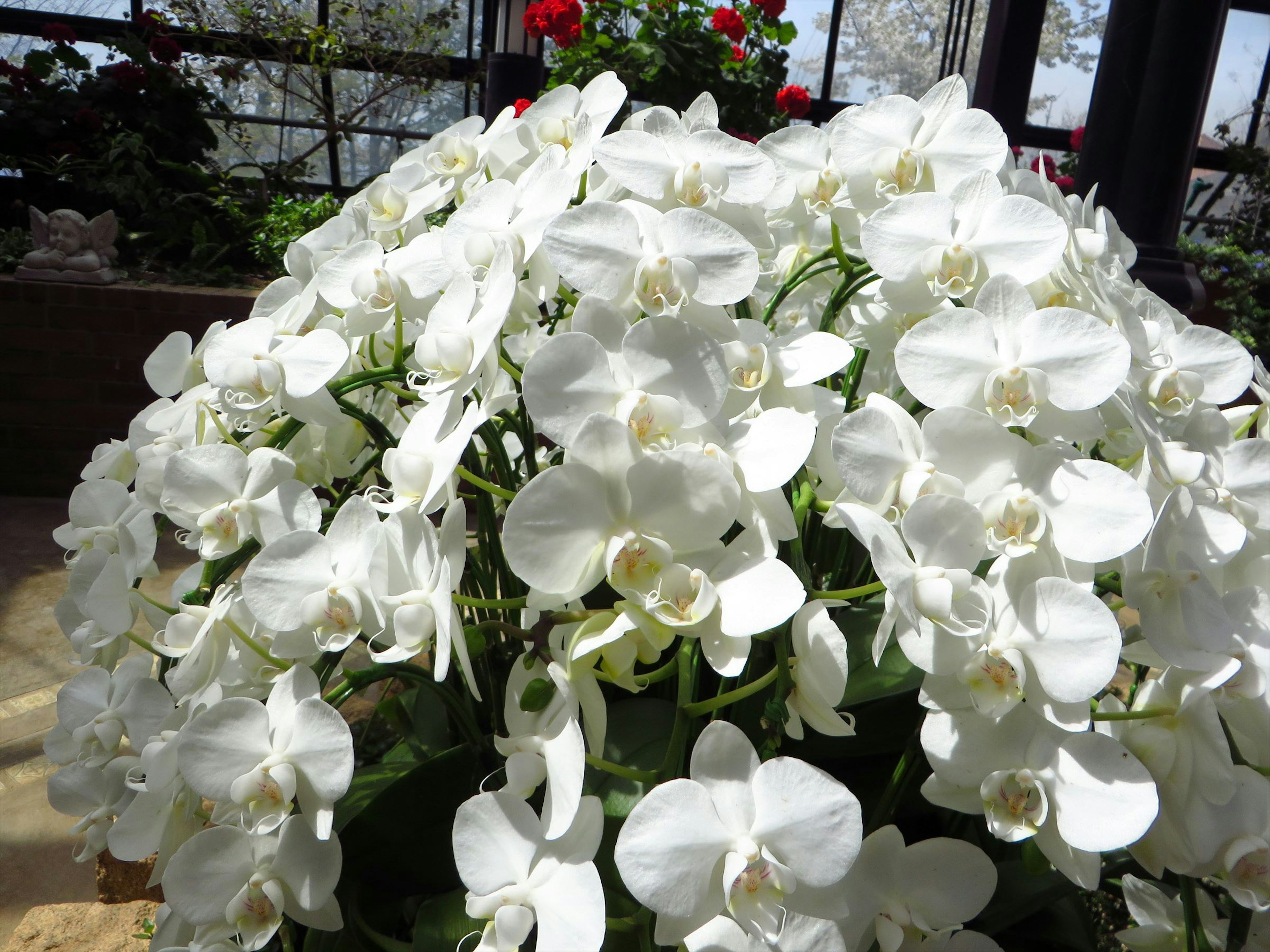 Un'abbondante disposizione di orchidee bianche in fiore