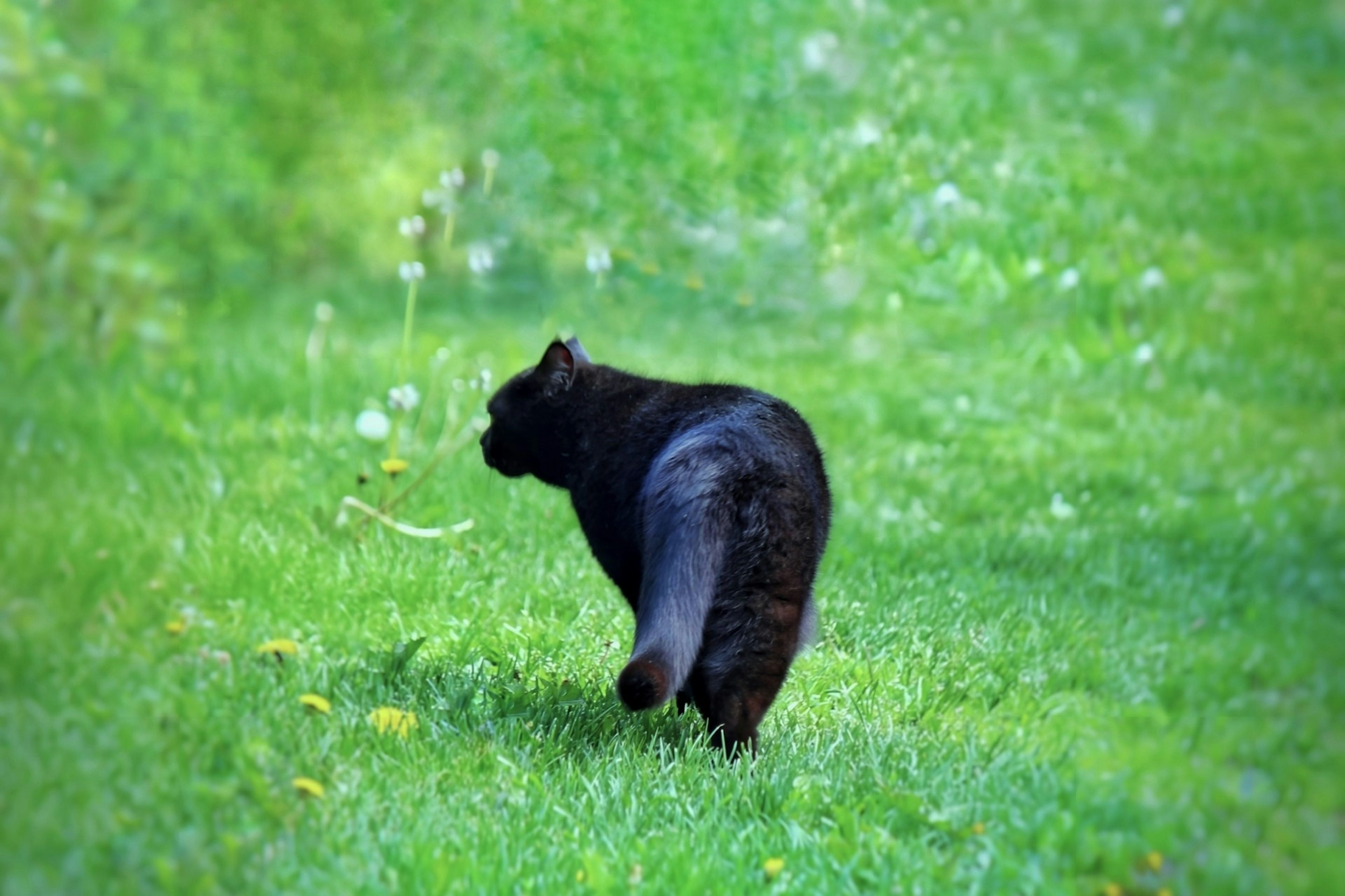 Eine schwarze Katze, die auf einer grünen Wiese geht