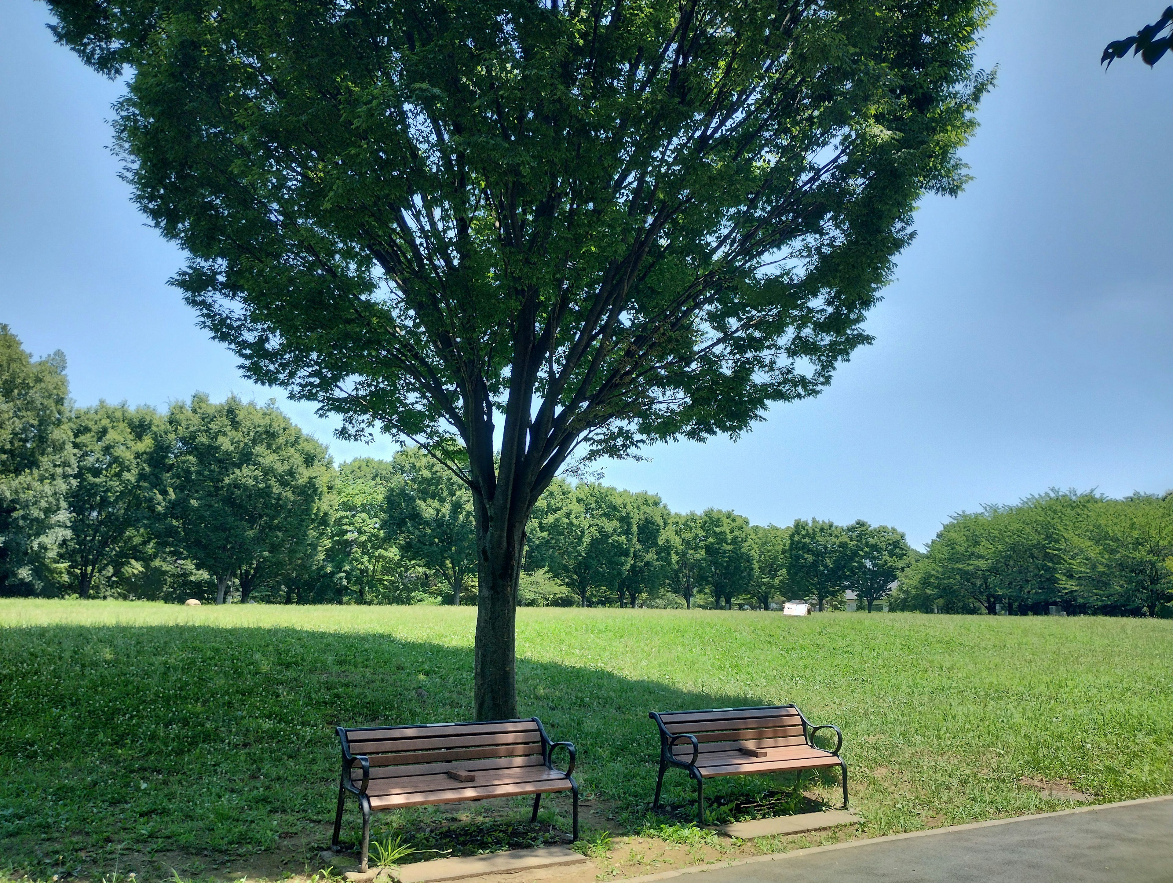 Two benches under a large tree on green grass